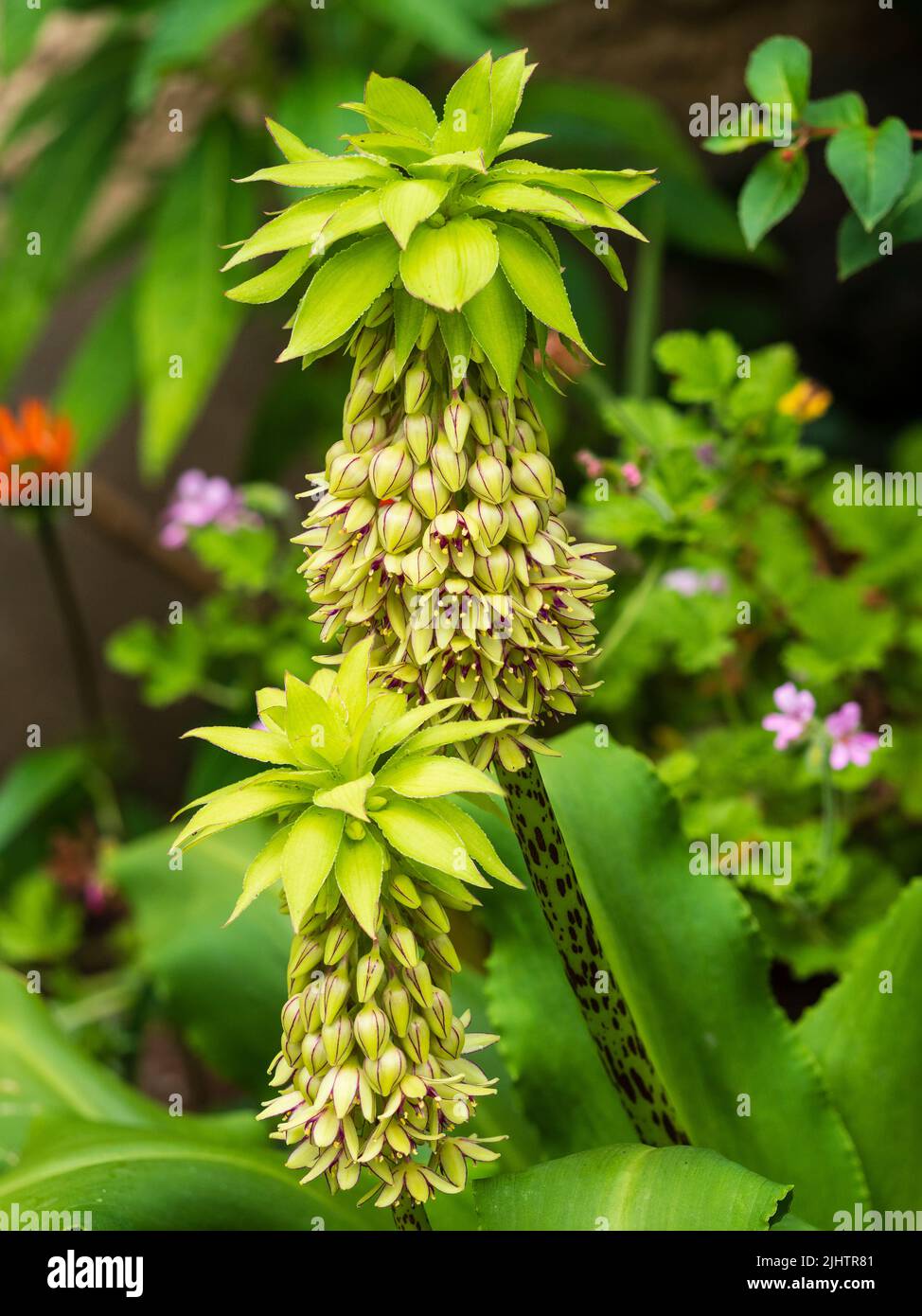 Punte dell'esotico bulbo di ananas semifardito, Eucomis bicolore, che mostra i fiori verdi e fogliame rosso fiancheggiata da ciuffi Foto Stock