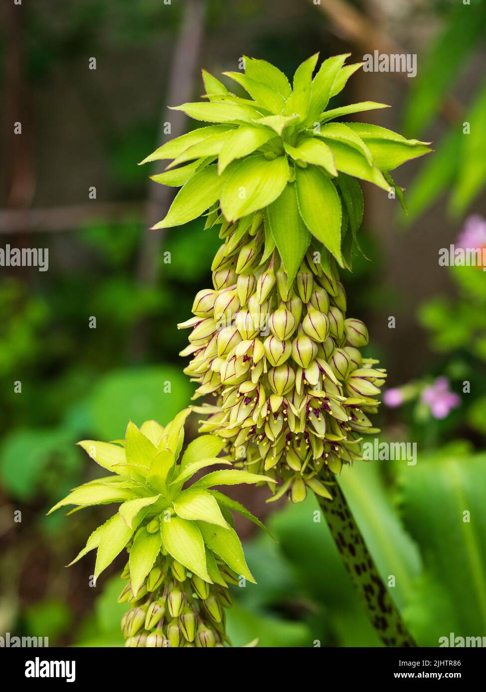 Punte dell'esotico bulbo di ananas semifardito, Eucomis bicolore, che mostra i fiori verdi e fogliame rosso fiancheggiata da ciuffi Foto Stock