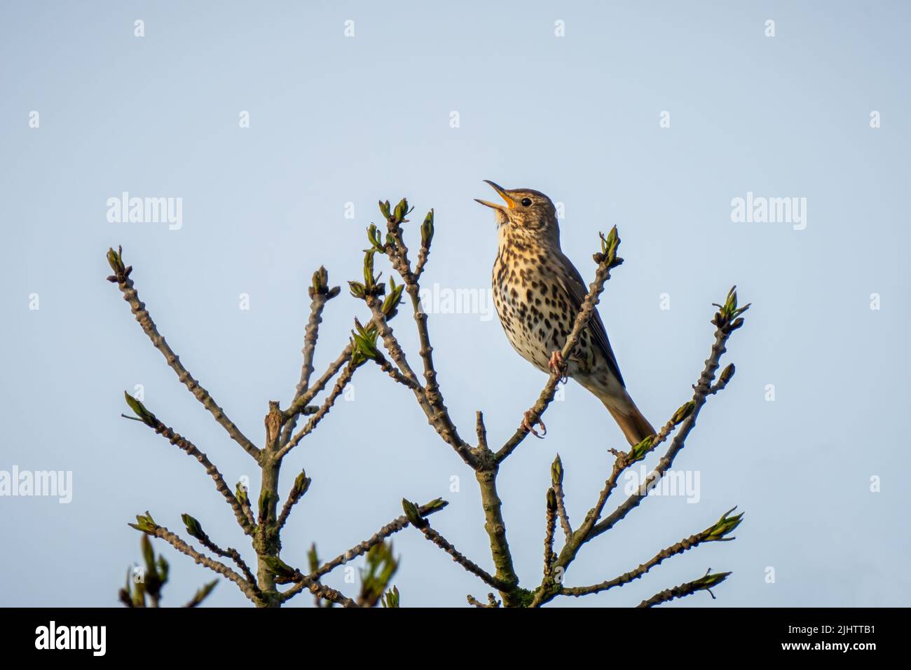 Una canzone Thrush (Turdus philomelos) che canta in un albero di cenere nella riserva naturale di Beddington Farlands a Sutton, Londra. Foto Stock