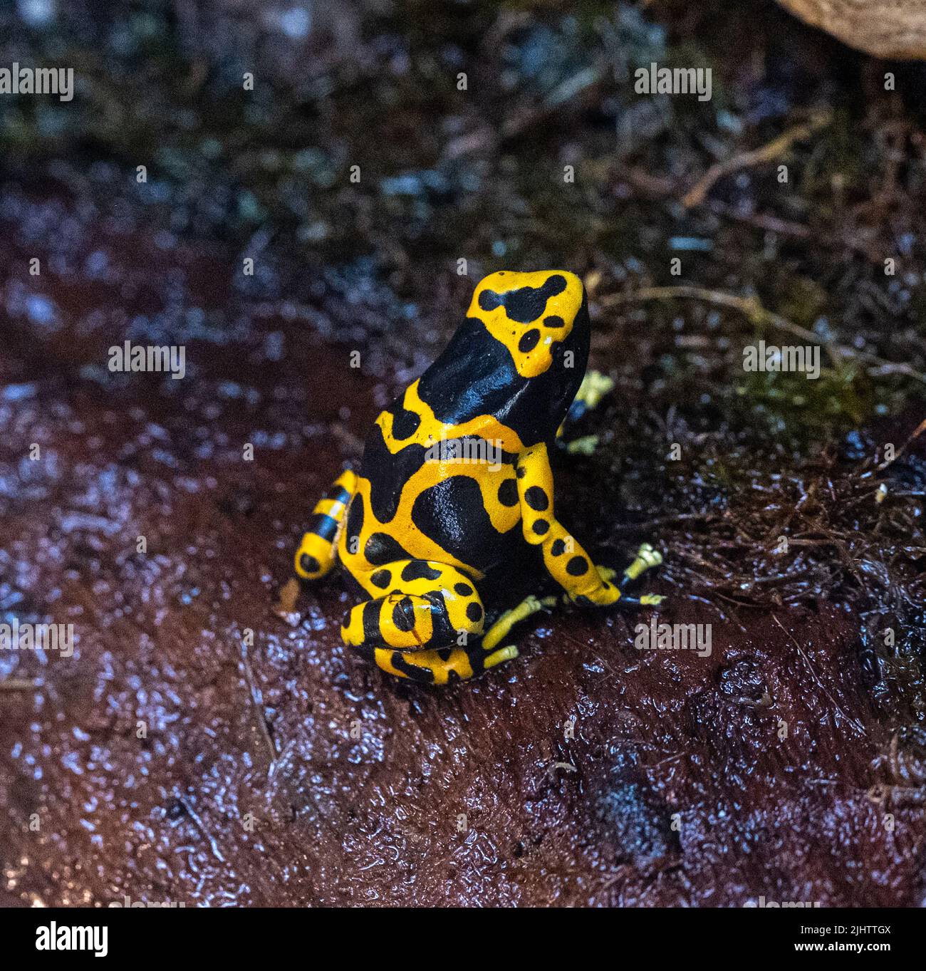 Rana velenosa a bande gialle o rana velenosa a testa gialla (Dendrobates leucomelas). Rana tropicale che vive in Sud America. Foto Stock