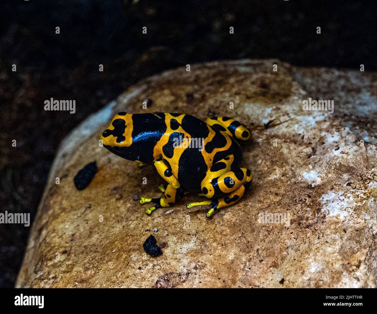 Rana velenosa a bande gialle o rana velenosa a testa gialla (Dendrobates leucomelas). Rana tropicale che vive in Sud America. Foto Stock