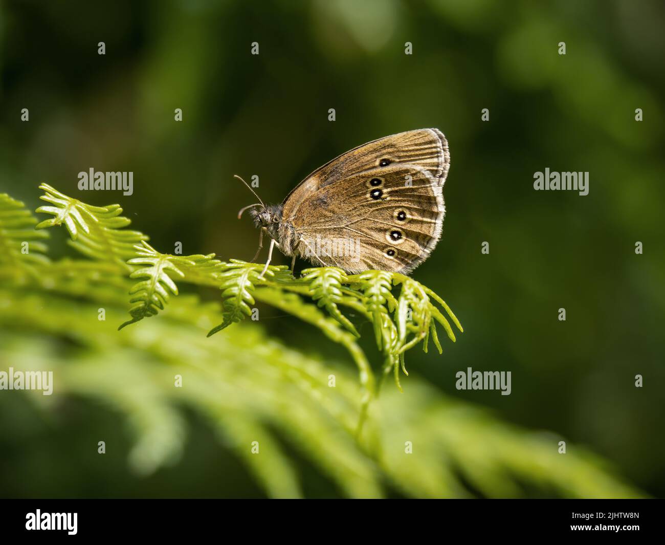 Farfalla di Ringlet, Aphantopus iperantus, su un felce. Foto Stock