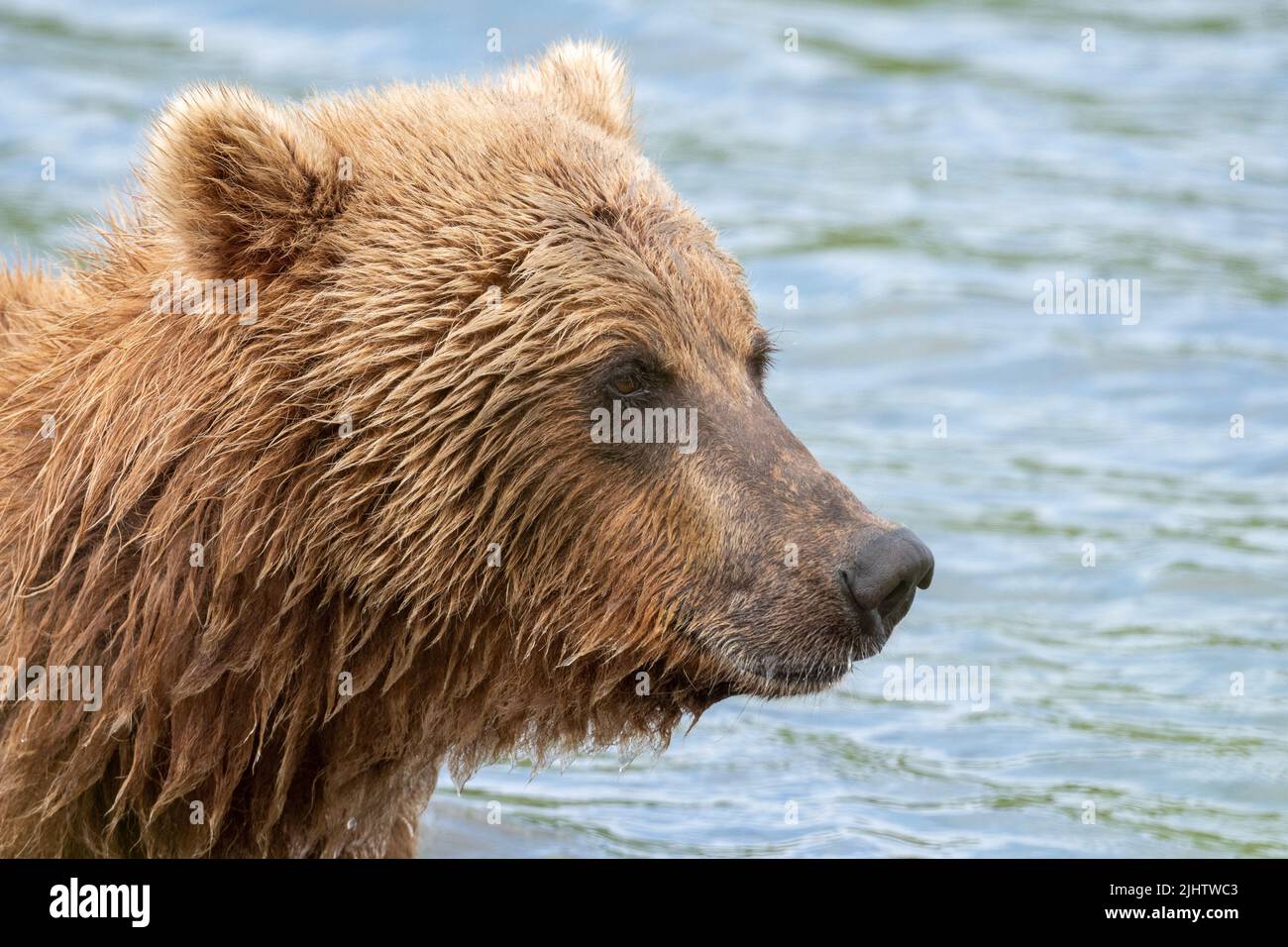Portrat di Alaskan orso bruno pesca per il salmone in Mikfik Creek nel McNeil River state Game Sanctuary and Refuge. Foto Stock