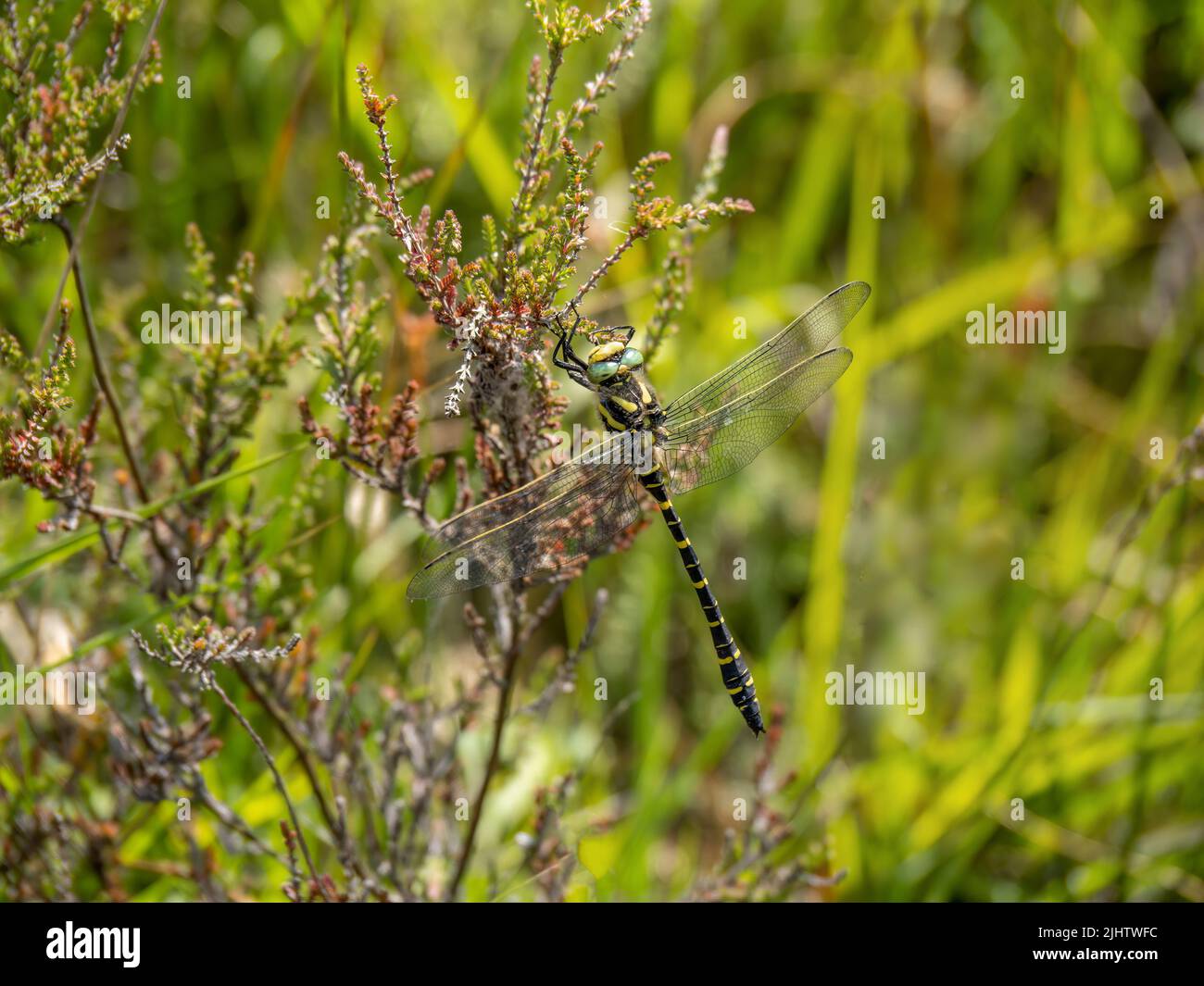 Dragonfly maschio dorato anello aka Cordulegaster boltonii. Foto Stock