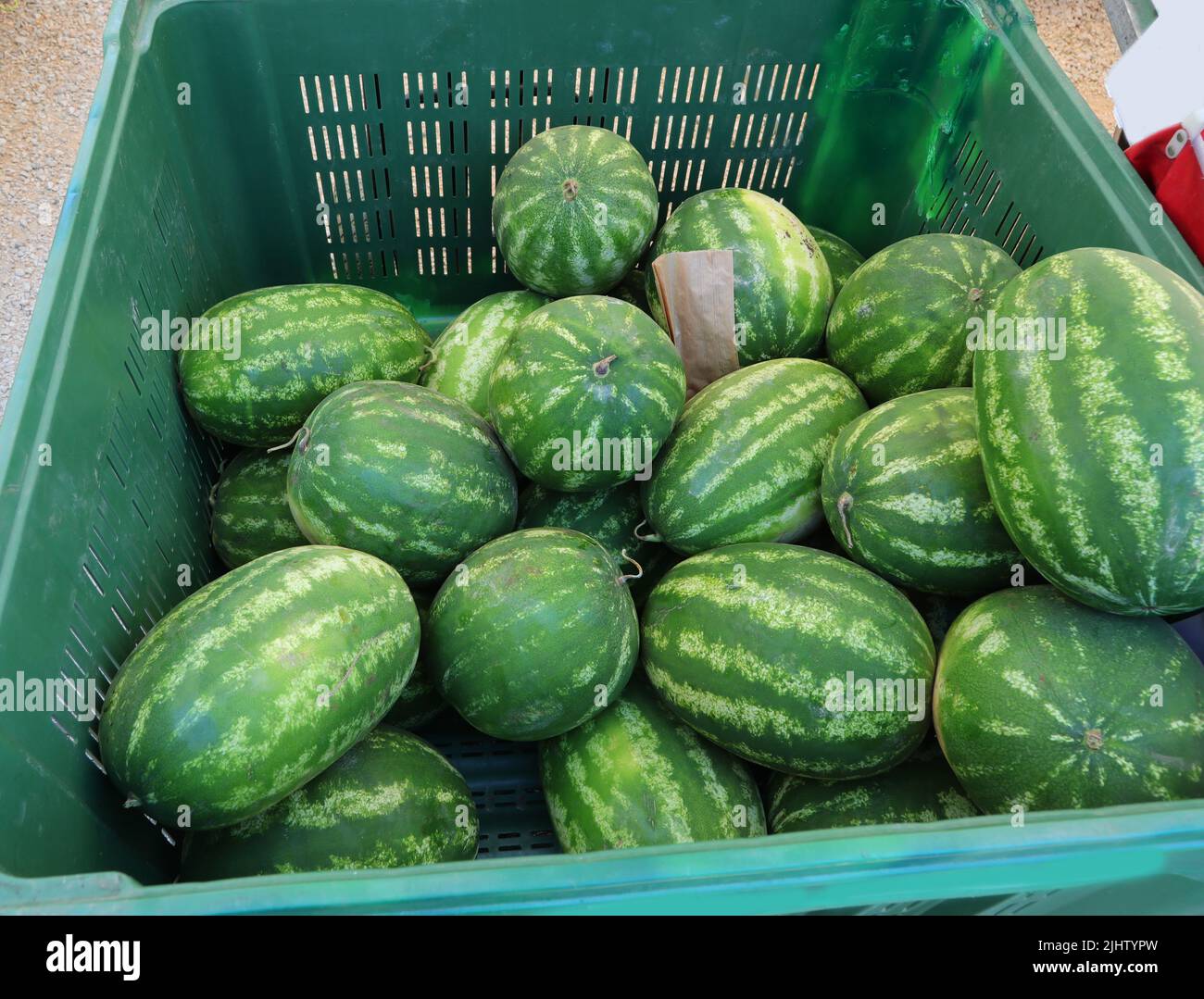 grande scatola per il trasporto della frutta con enormi cocomeri verdi maturi in vendita nella stalla del fruttivendolo Foto Stock