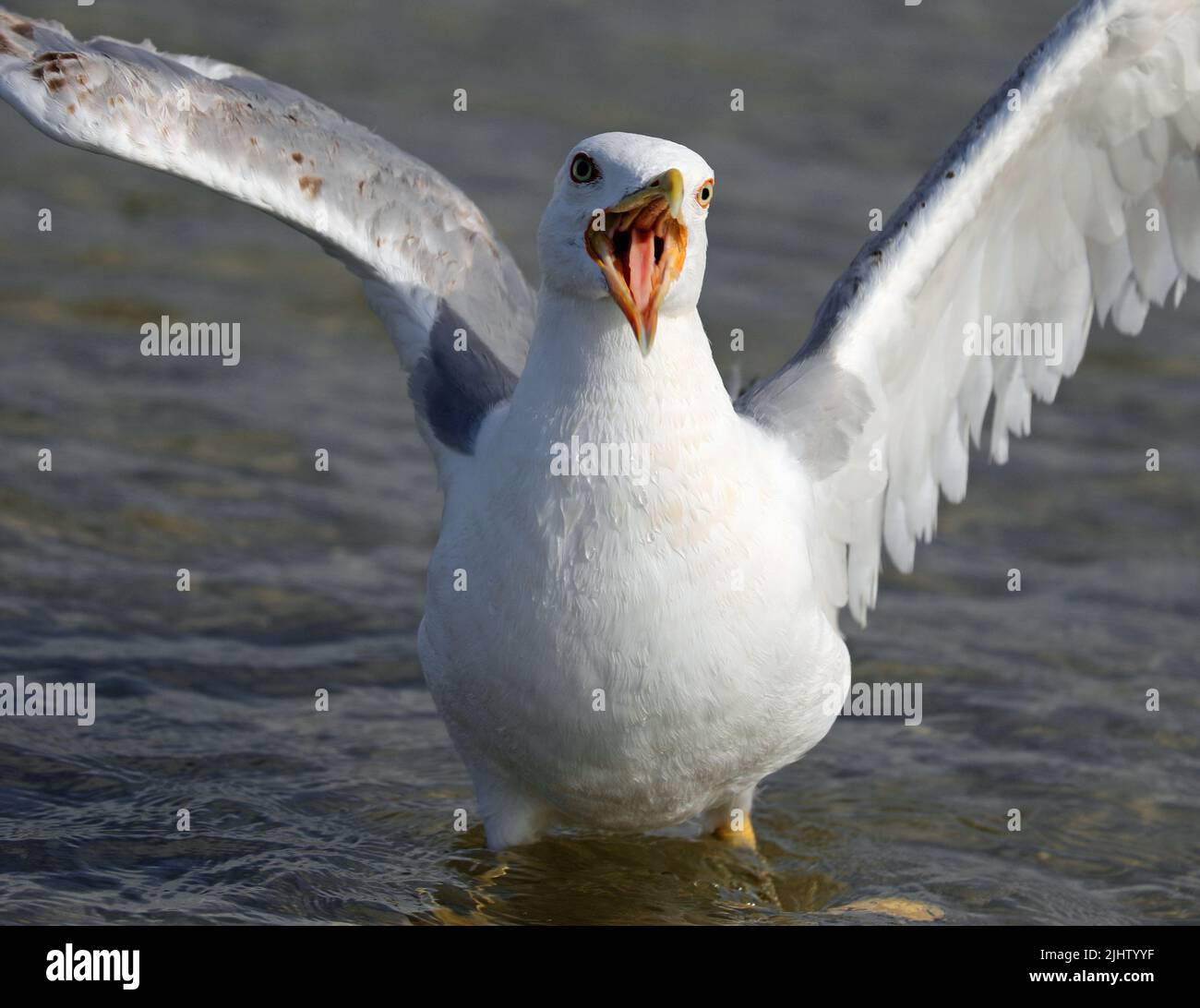 Grande gabbiano bianco con un ampio becco aperto che sembra urlare. Puoi anche vedere la lingua mentre urla Foto Stock