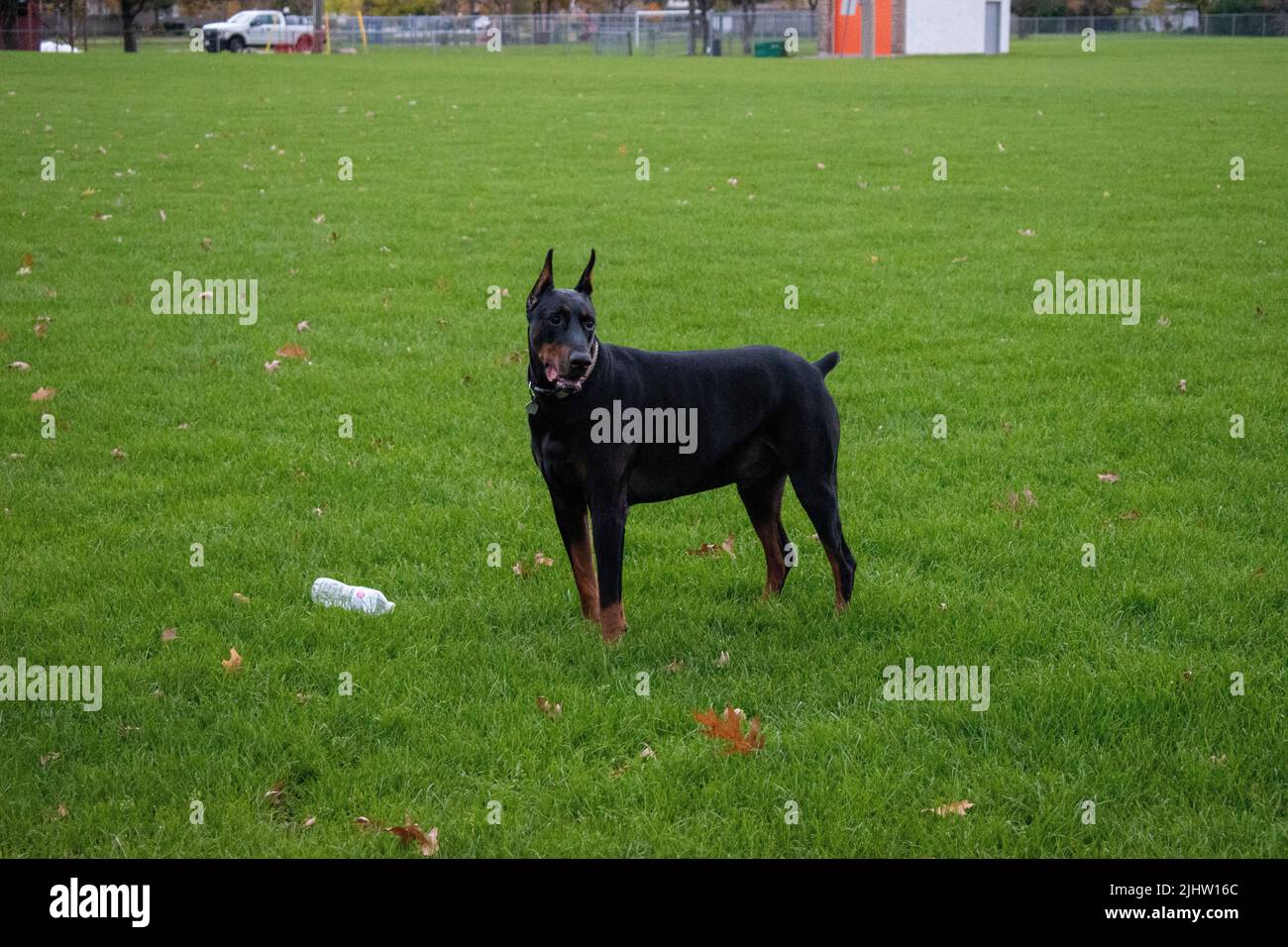 Un obediente cane nero Doberman si erge all'aperto sull'erba verde rifinita nel parco della città Foto Stock