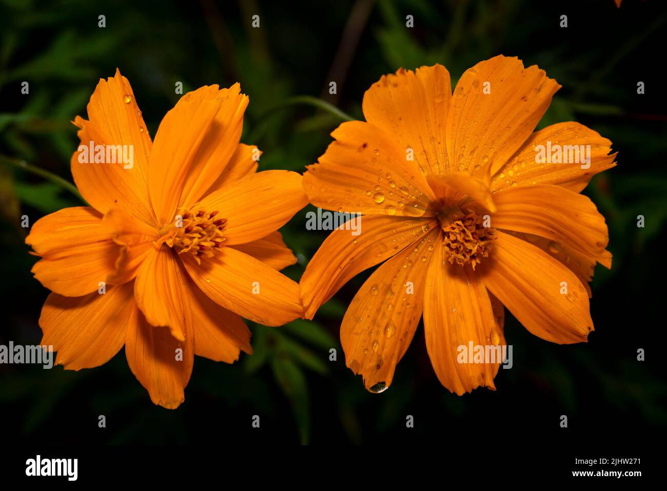 Foto a due bocce di fiori di marigold giallo Foto Stock