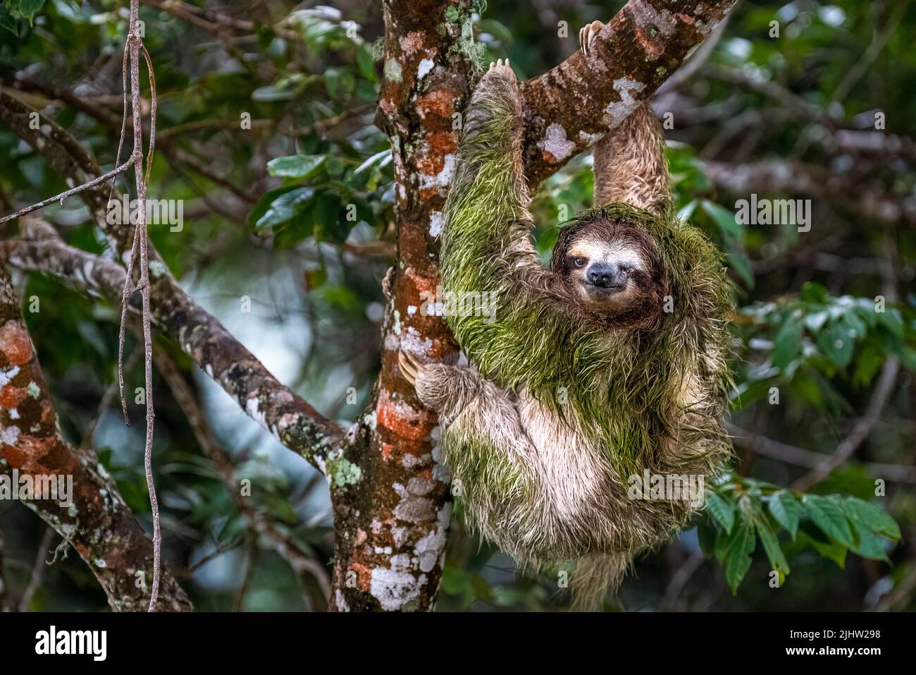 3 la sciabordio si ferisce in un occhio Foto Stock