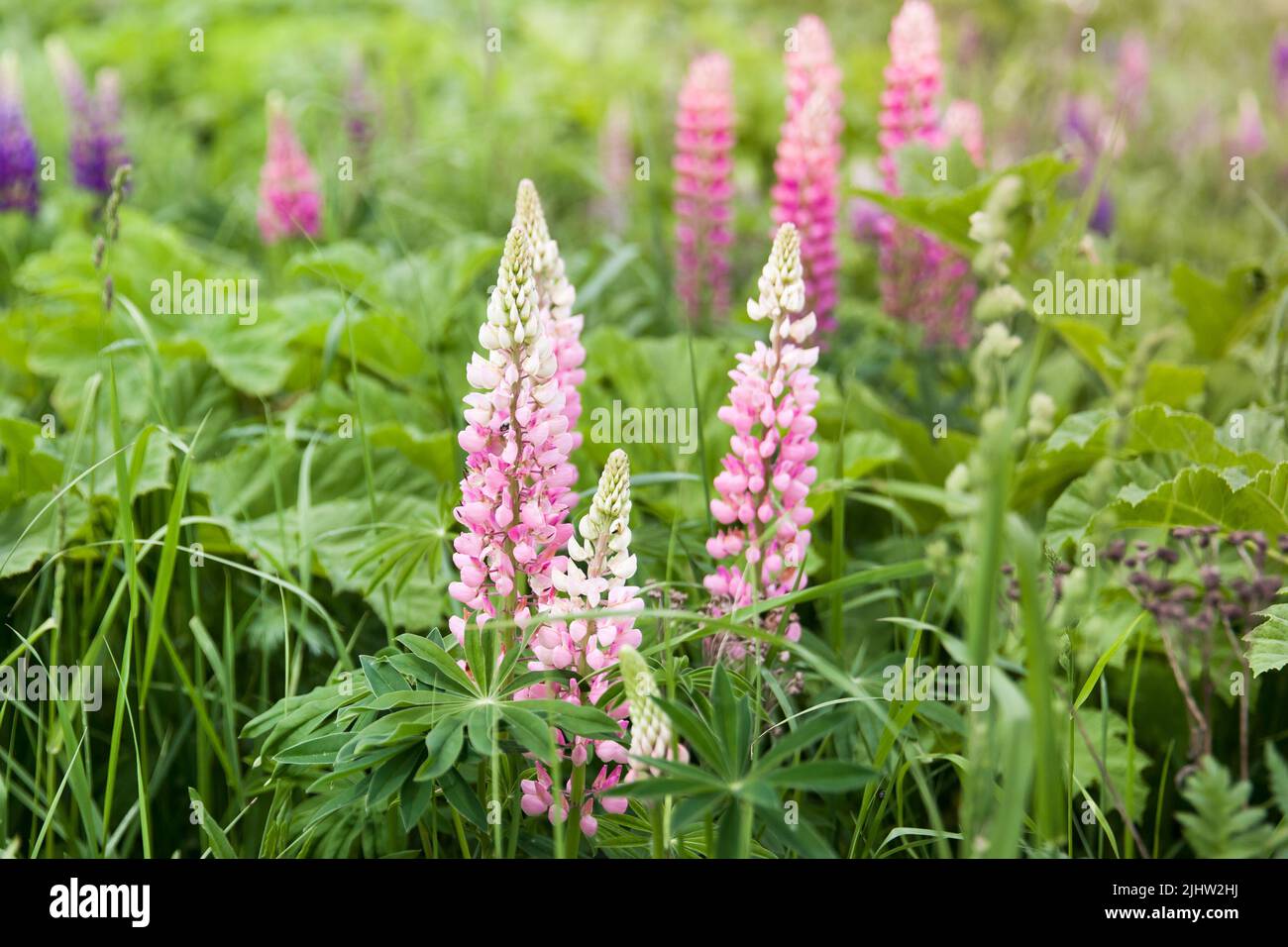 Fiori Lupin in fiore. Rosa lupino fiore closeup. Lupin è nel prato. Sfondo campo di fiori. Fiori selvatici. Foto Stock