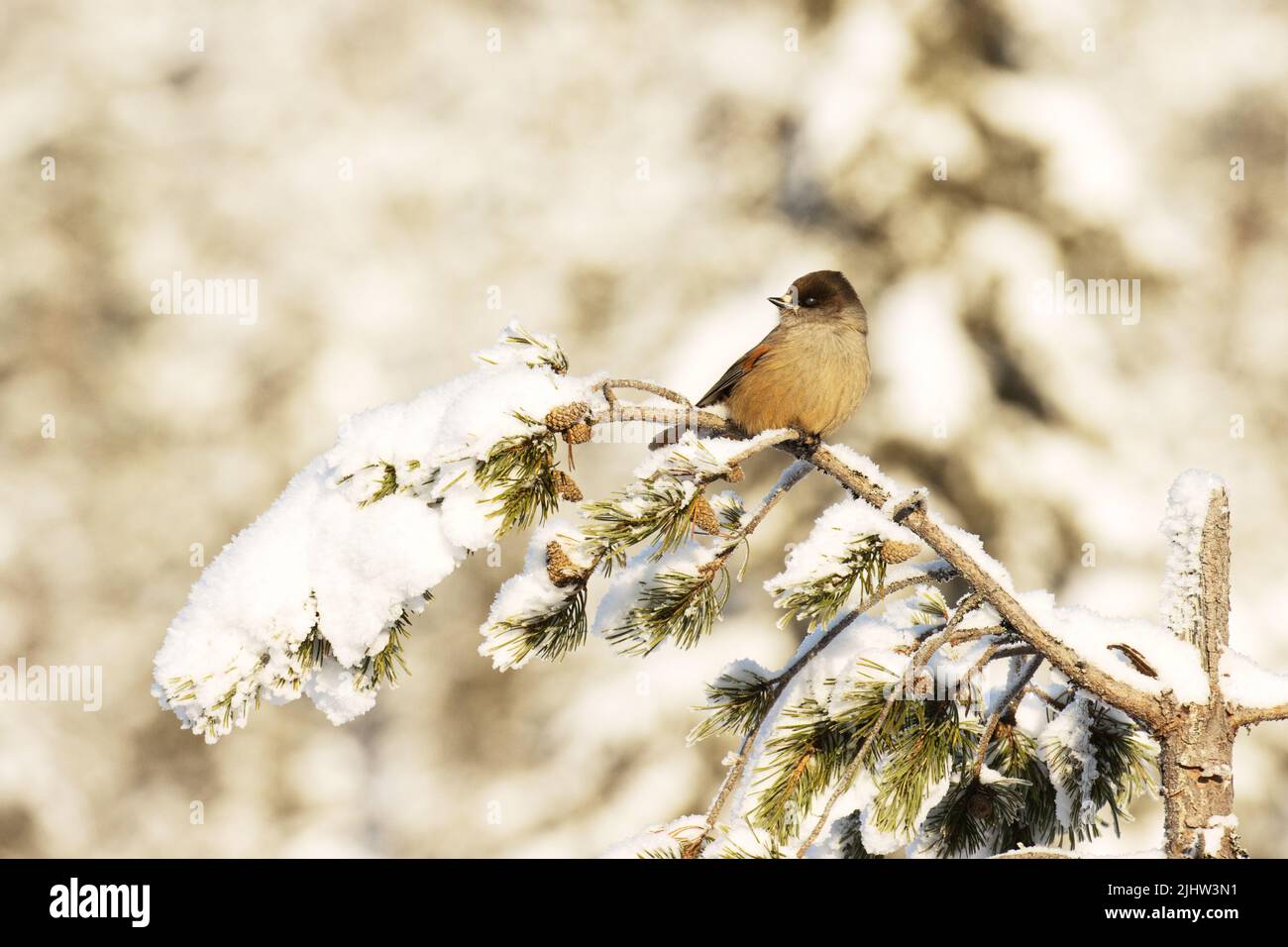Giare siberiano seduto su un ramo nevoso di Pino in una mattinata vicino a Kuusamo, Finlandia settentrionale Foto Stock