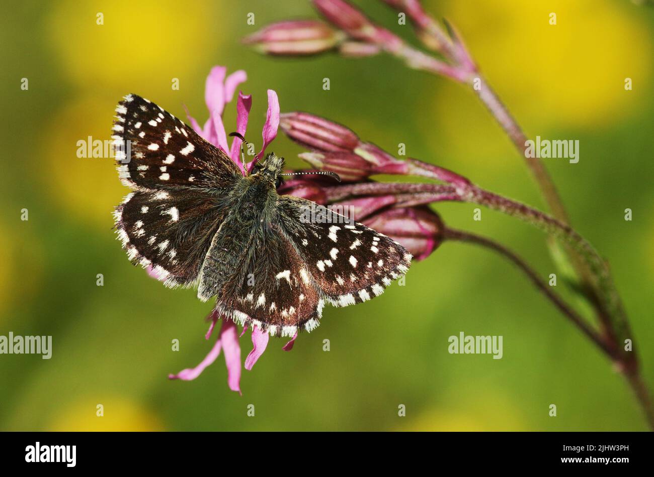 Pyrgus malvae è un uccello della famiglia degli Hesperidae. E' un piccolo skipper con un motivo a scacchi sulle ali. Foto Stock