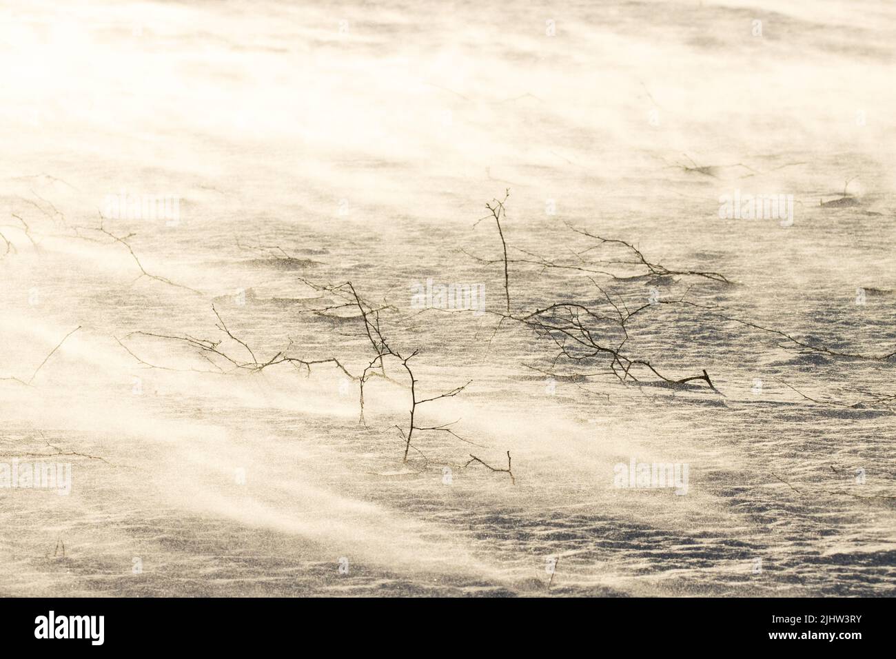 Fallen Birch si dirama sulla neve durante la Blizzard in Estonia, Nord Europa Foto Stock