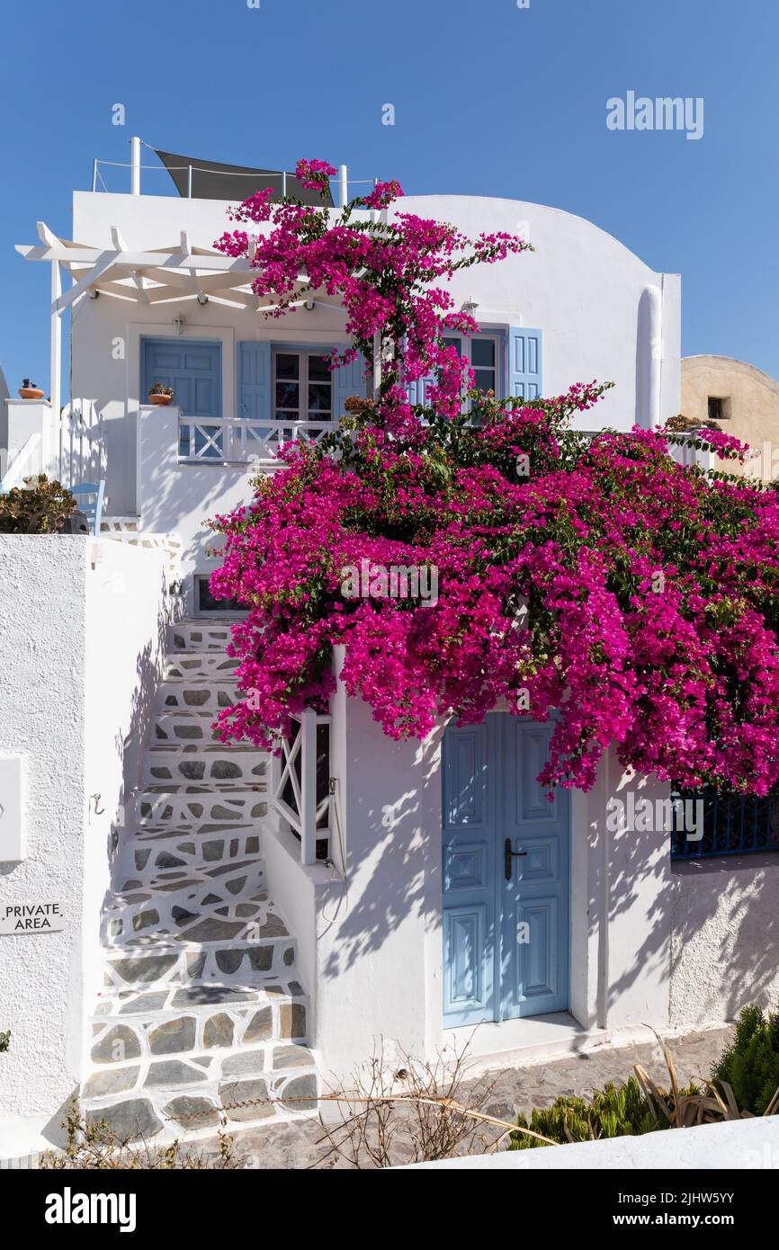 Tradizionale pittoresca casa greca con una porta blu e persiane blu una bella bougainvillea fiorita contro un cielo blu. Oia, Santorini, Grecia Foto Stock