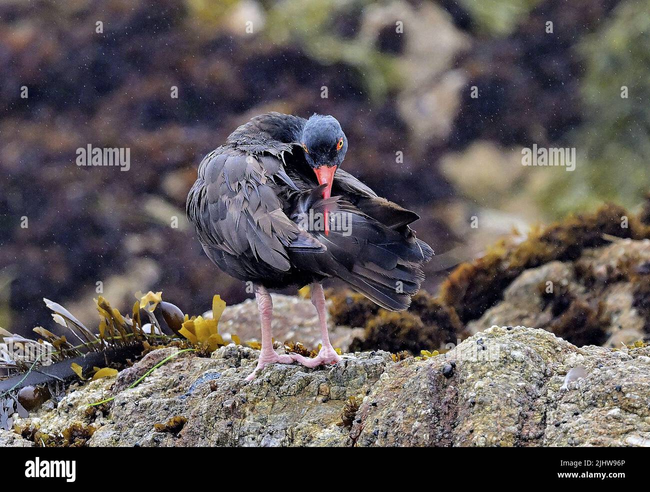 Pacific Grove, California, Stati Uniti. 20th luglio 2022. Black Oystercatcher preening in the Sea Mist (Credit Image: © Rory Merry/ZUMA Press Wire) Foto Stock