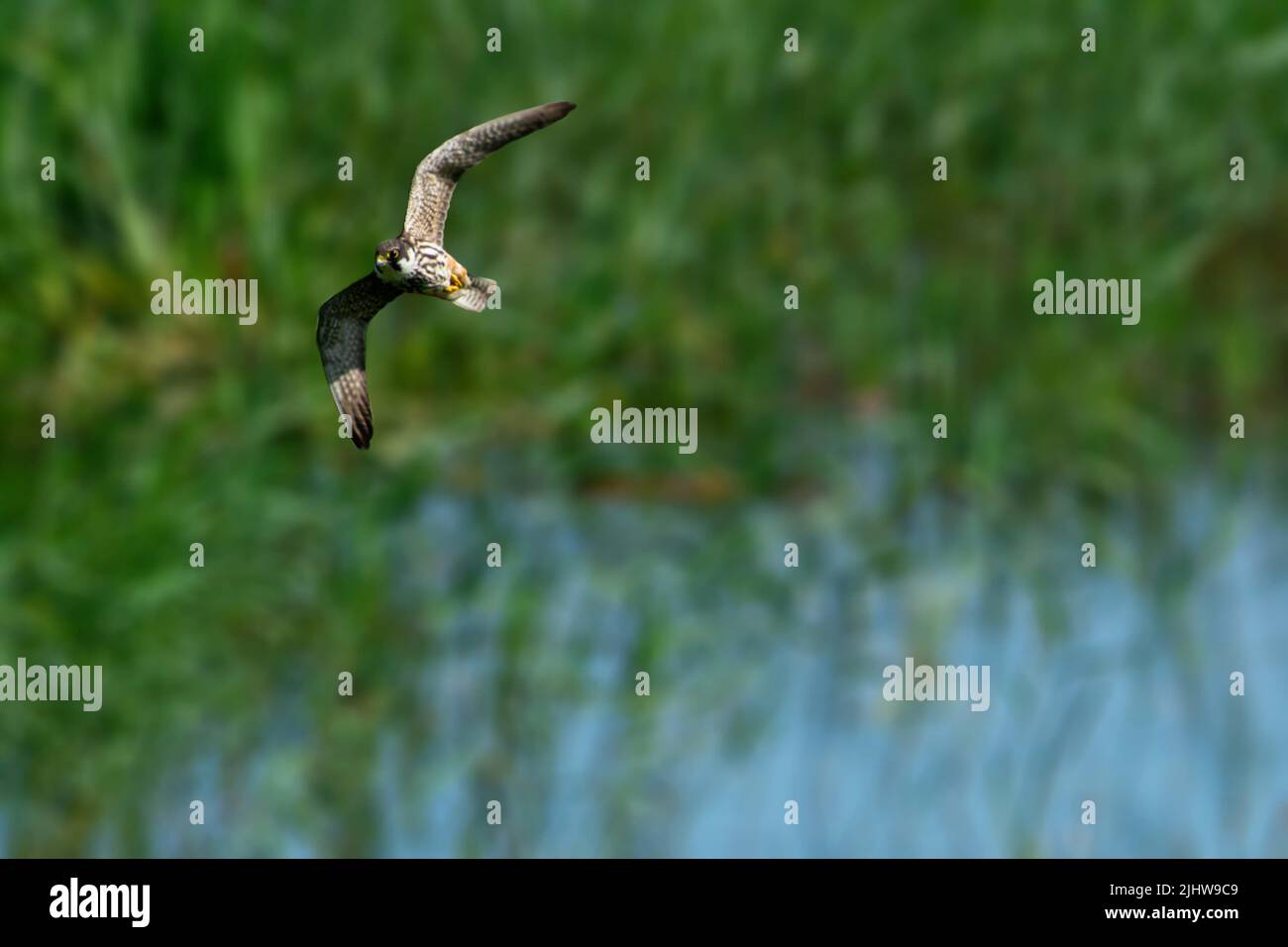 Swoop - Un Hobby si sciola attraverso le paludi in cerca di essa è preda Foto Stock