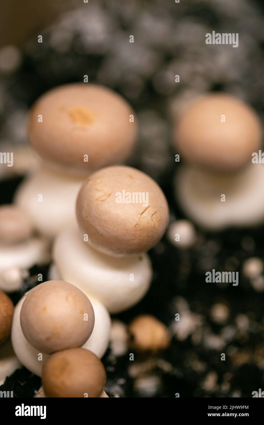 Mimelio di Champignons marrone. Crescere e raccogliere Champignons. Funghi in crescita a casa. Molti champignons background.Source di proteine vegetali Foto Stock