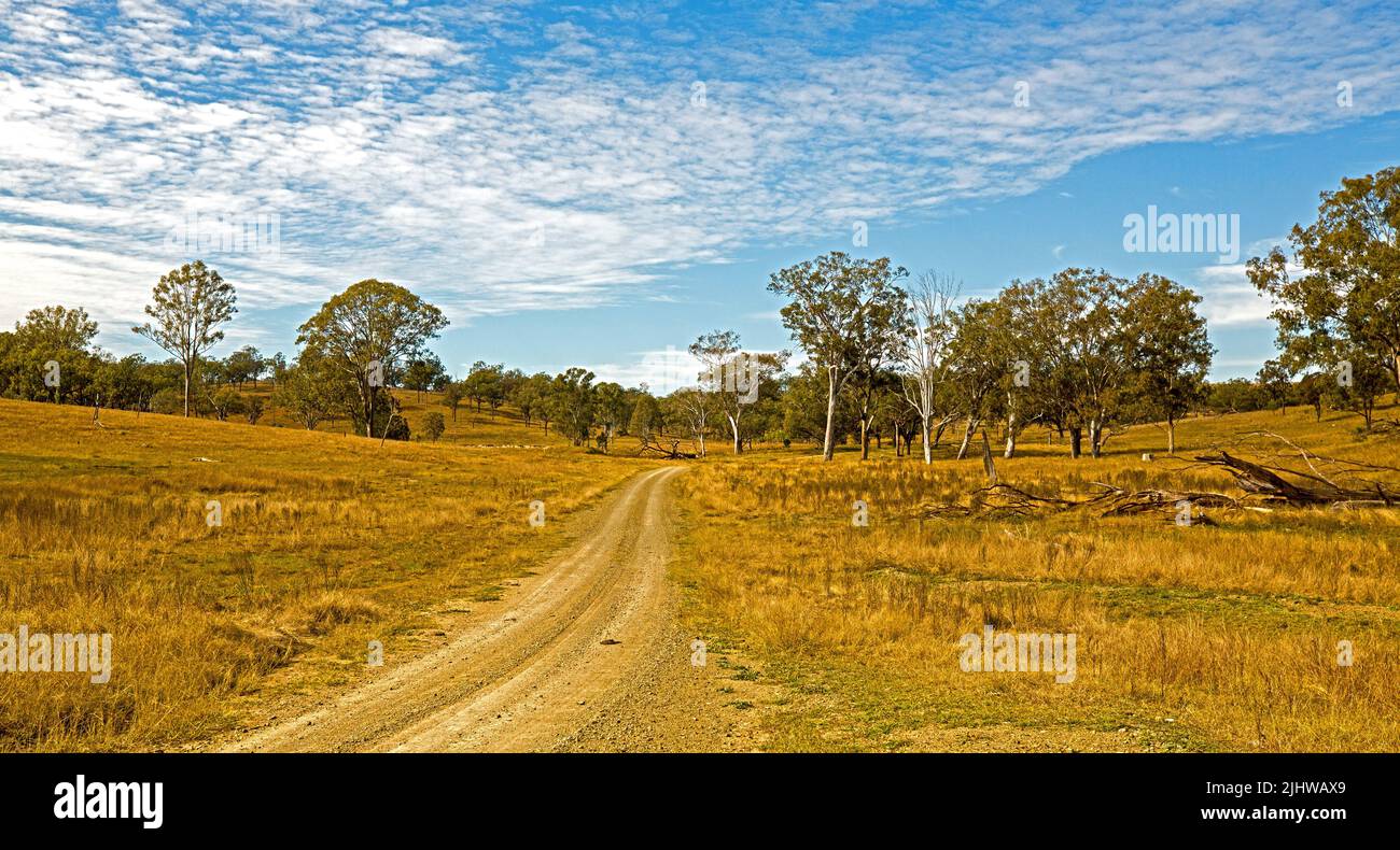 Paesaggio panoramico dell'entroterra australiano con una stretta pista sterrata che attraversa praterie dorate punteggiate di alberi sotto il cielo blu Foto Stock