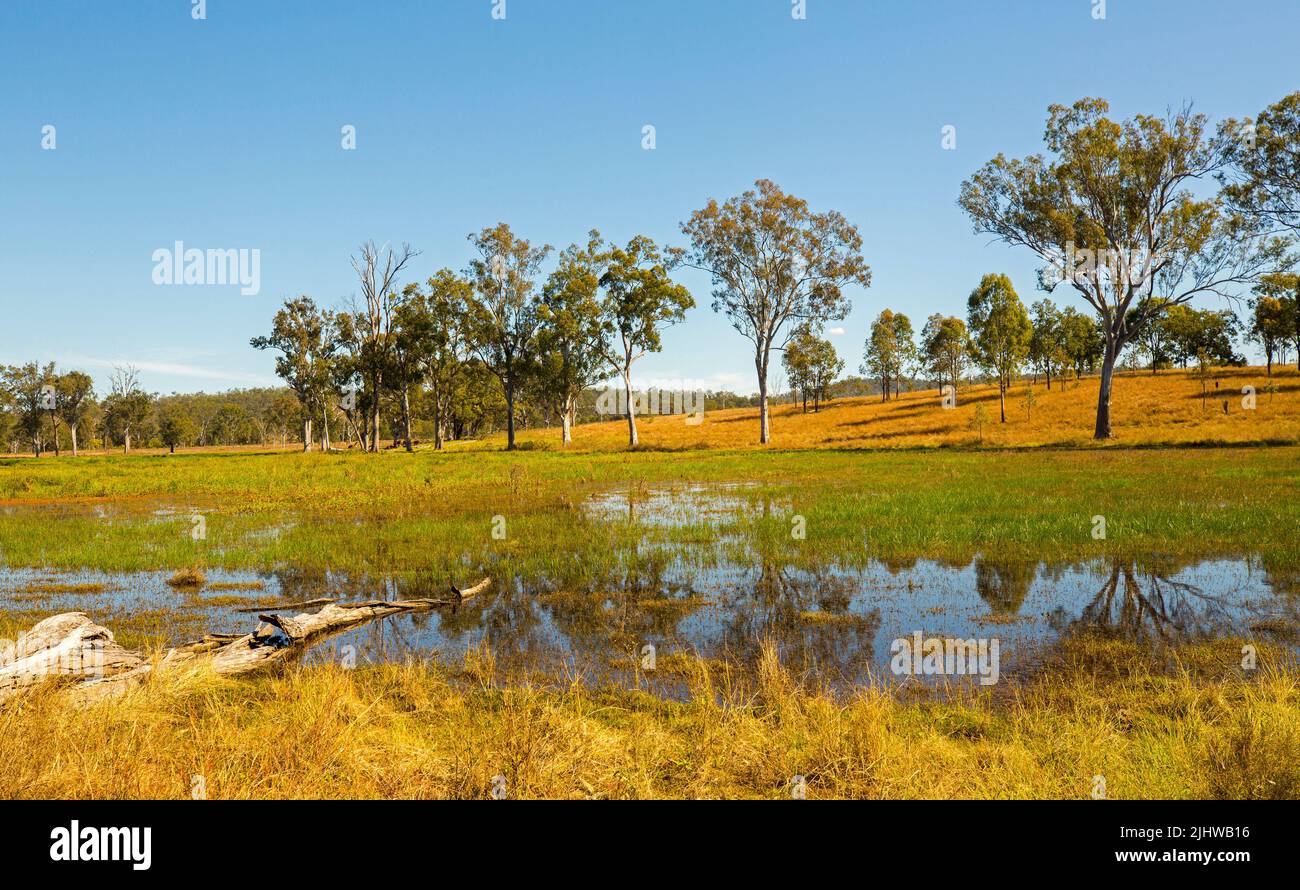 Paesaggio rurale australiano dopo la pioggia con zone umide oride da erbe d'inverno dorate sotto cielo blu Queensland Foto Stock