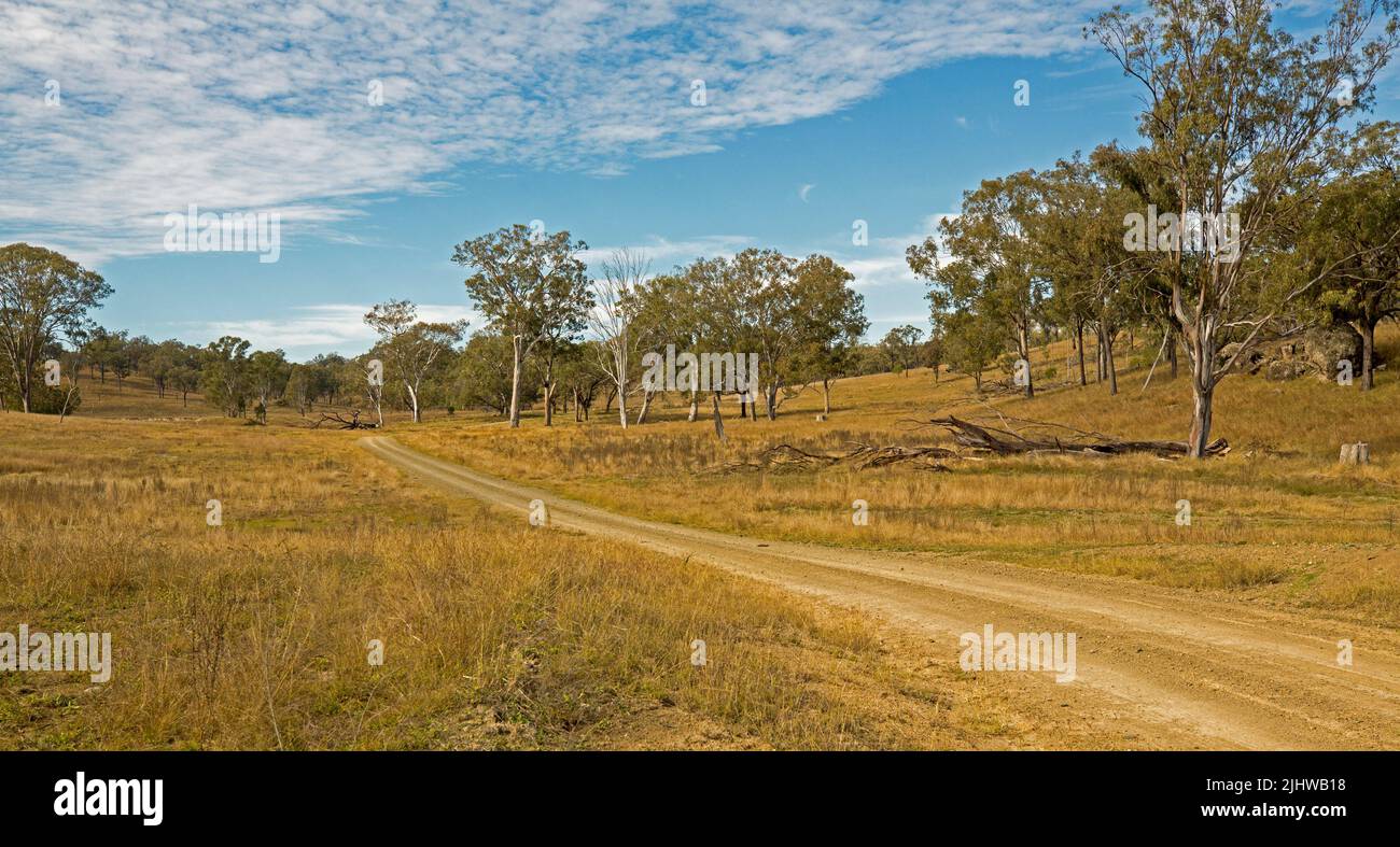 Paesaggio panoramico dell'entroterra australiano con una stretta pista sterrata che attraversa praterie dorate punteggiate di alberi sotto il cielo blu Foto Stock