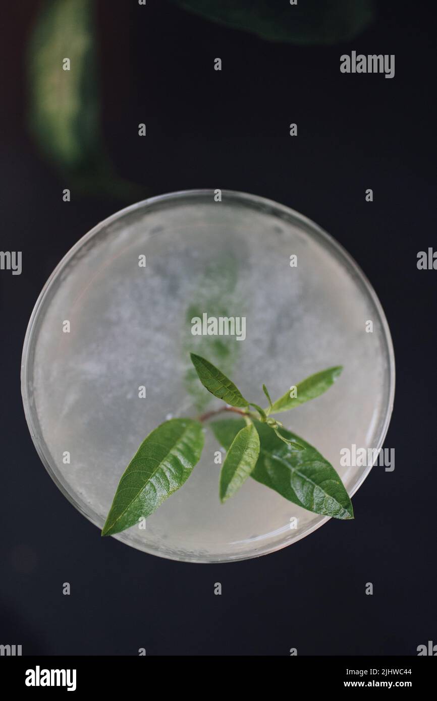 cocktail alle erbe con foglie di verbena al limone Foto Stock
