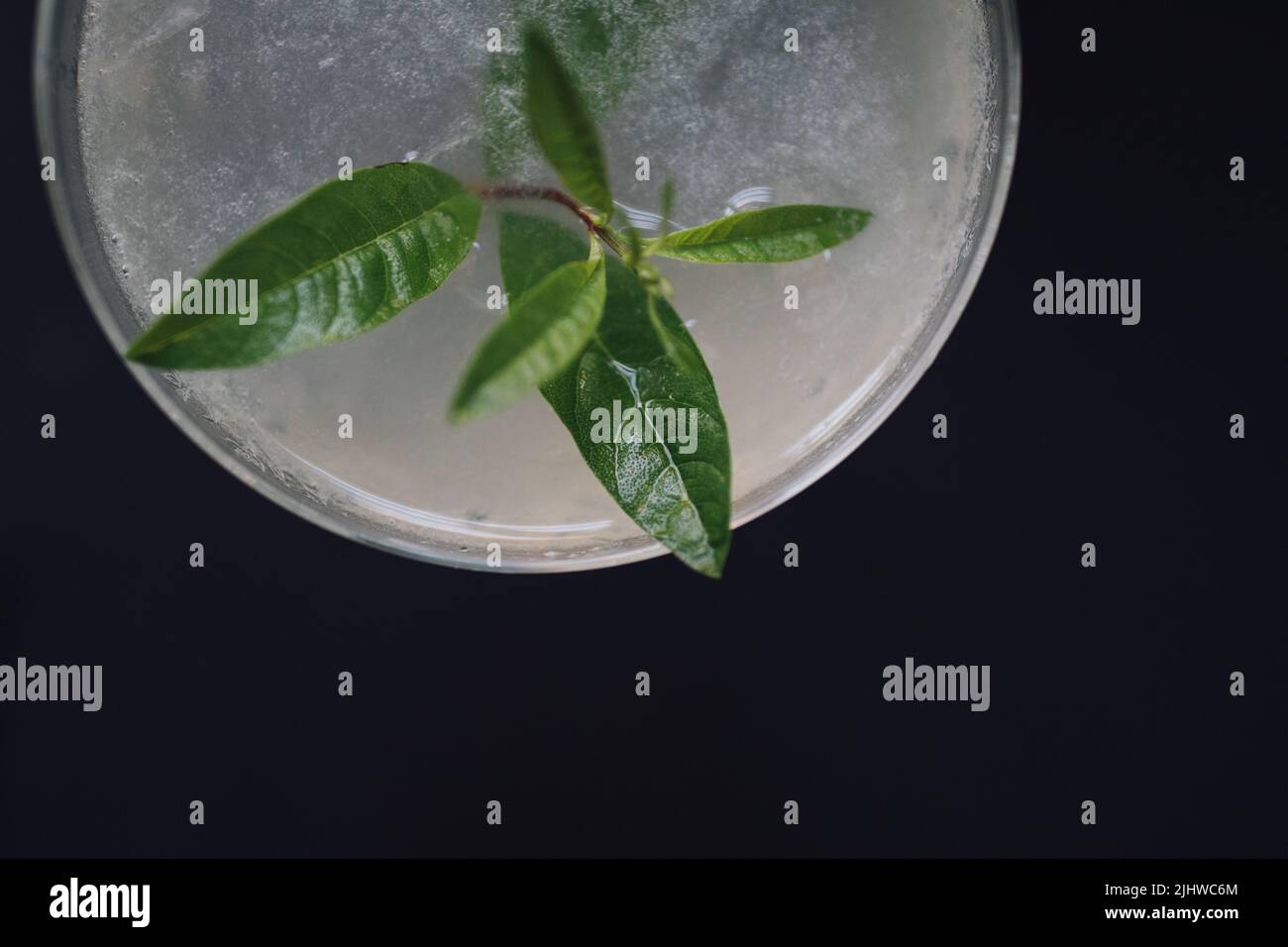cocktail alle erbe con foglie di verbena al limone Foto Stock