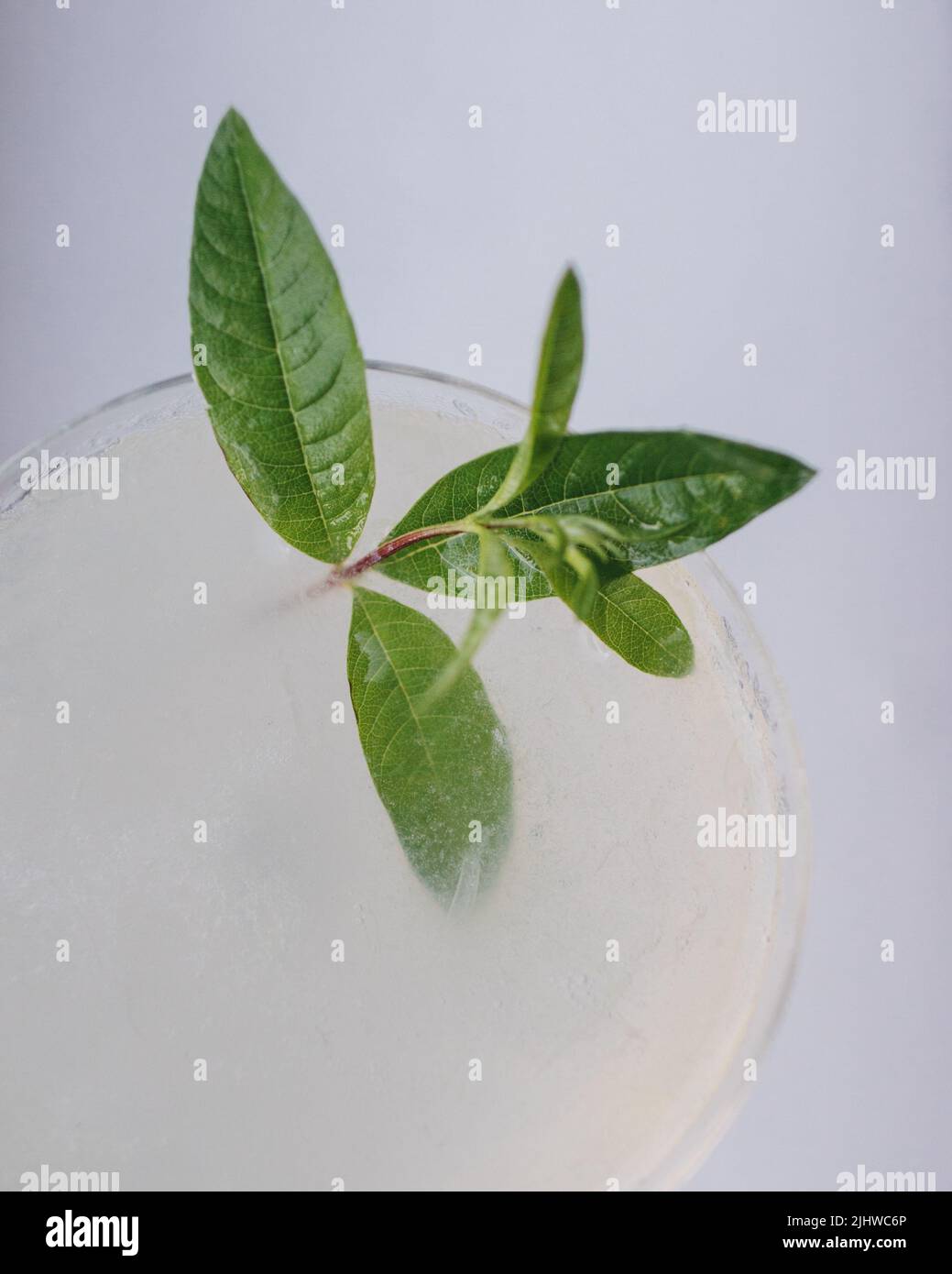 cocktail alle erbe con foglie di verbena al limone Foto Stock