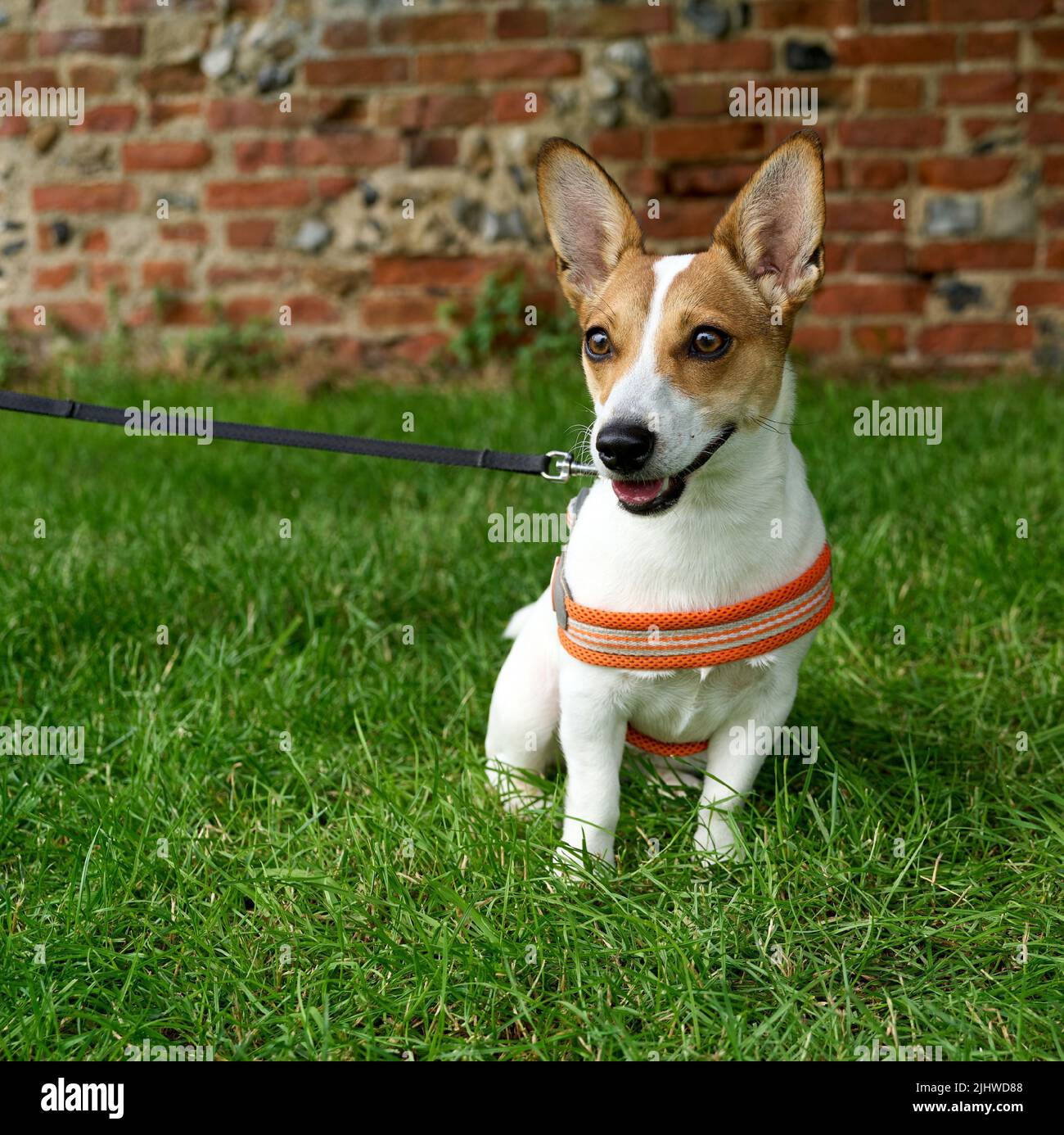 Un primo piano di un carino cucciolo Jack Russell Terrier con un collare seduto su un'erba verde guardando da parte Foto Stock