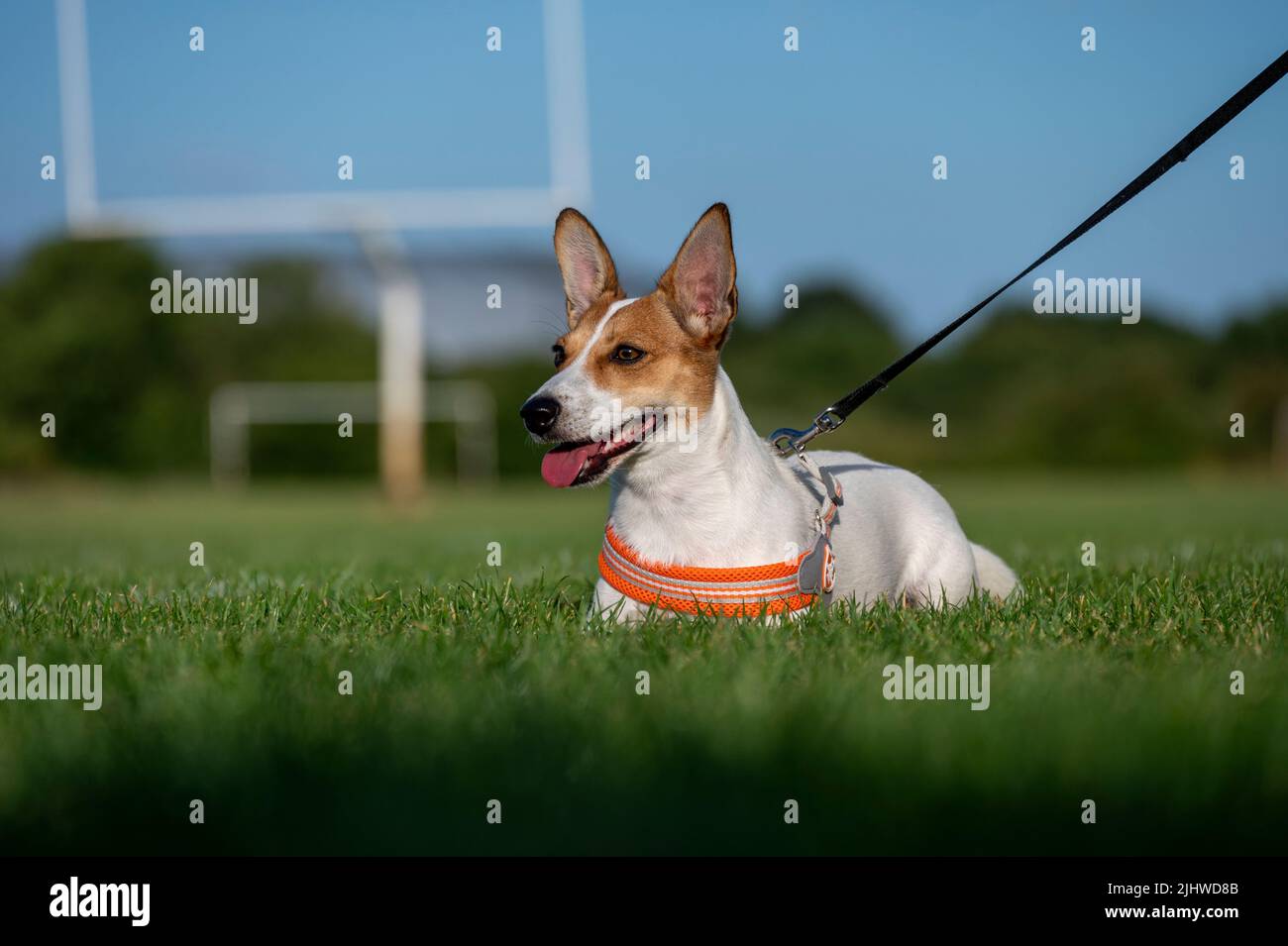 Un Closeup di un carino cucciolo Jack Russell Terrier con un collare seduto su un'erba verde guardando da parte Foto Stock