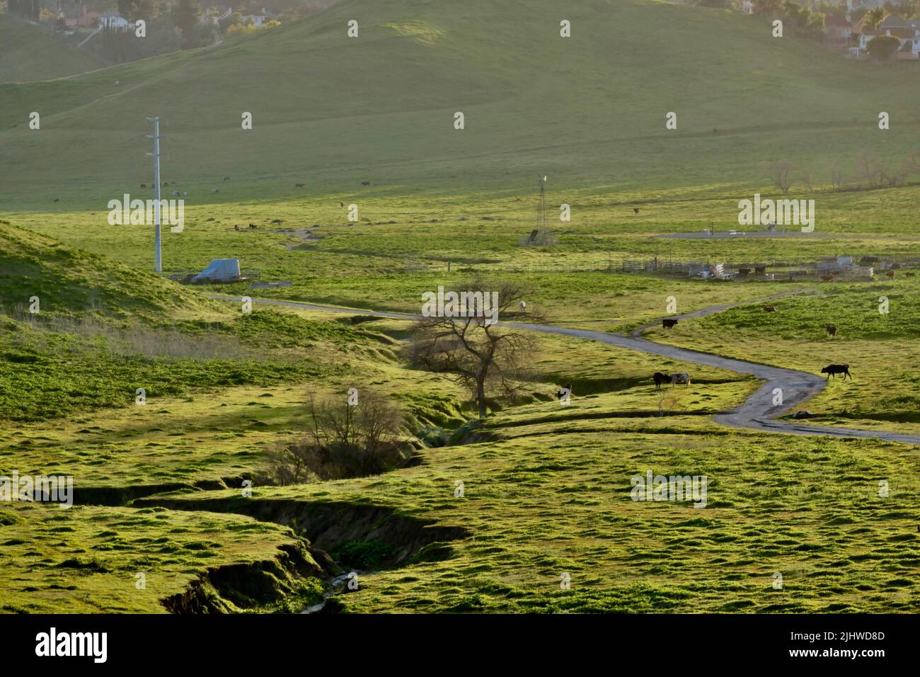 Un paesaggio di un prato verde e di una stretta strada curva tra le colline di erba Foto Stock