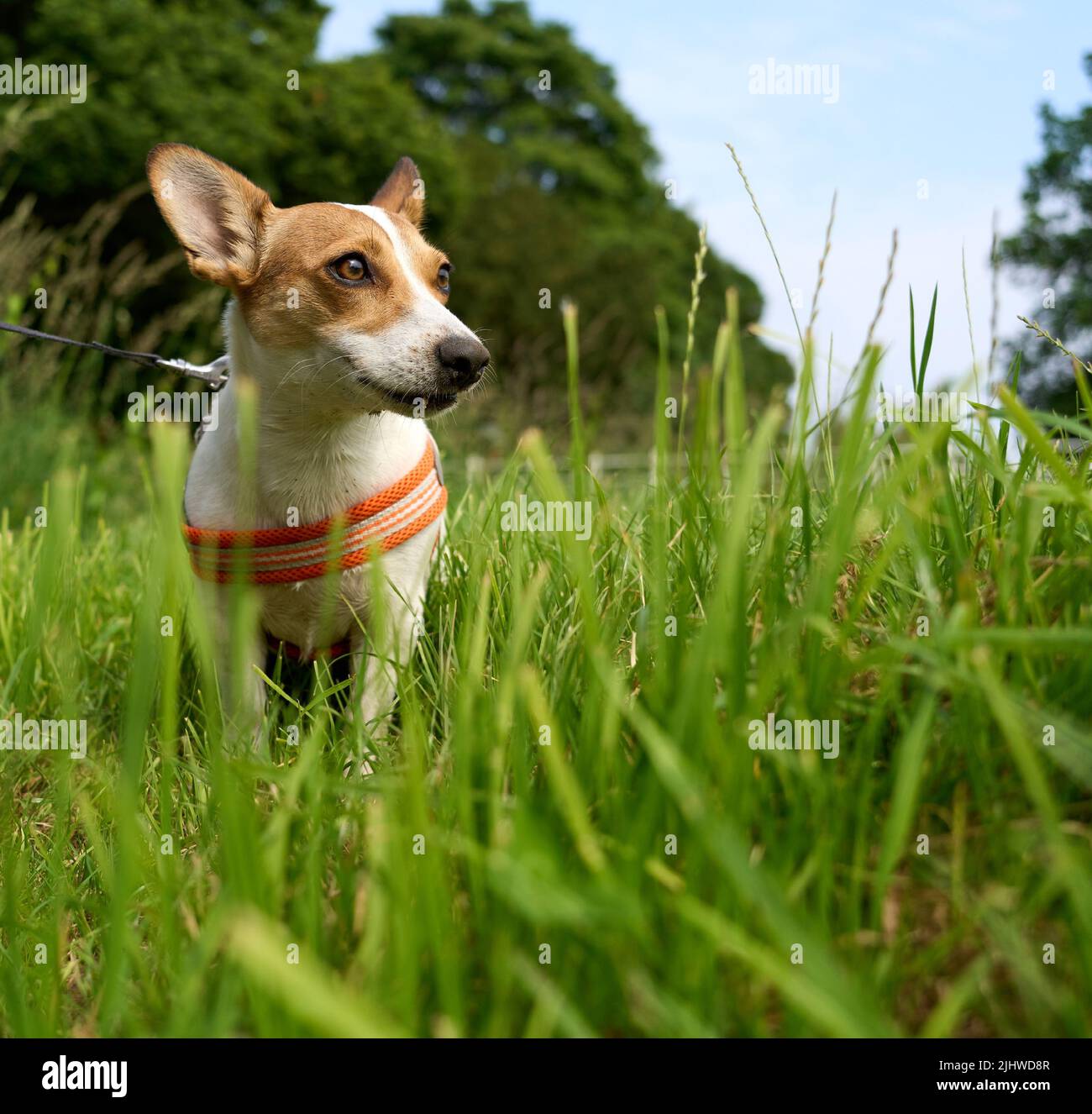 Un Closeup di un carino cucciolo Jack Russell Terrier con un collare seduto su un'erba verde guardando da parte Foto Stock