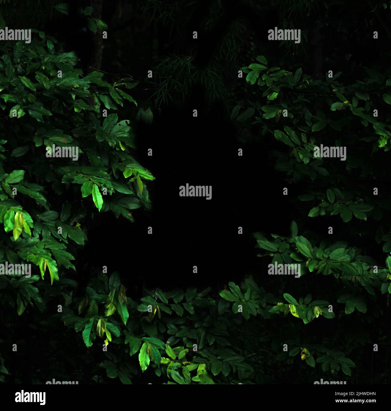 Foresta tropicale fogliame piante cespugli nella notte scura Foto Stock