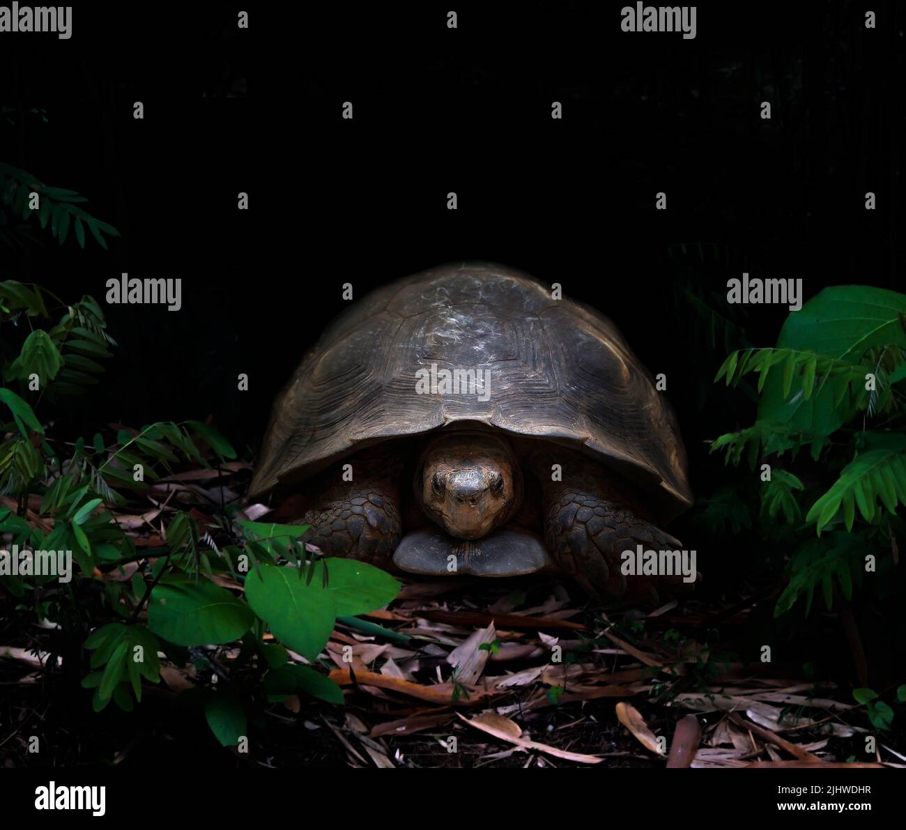 tartaruga che cammina nella foresta tropicale scura Foto Stock