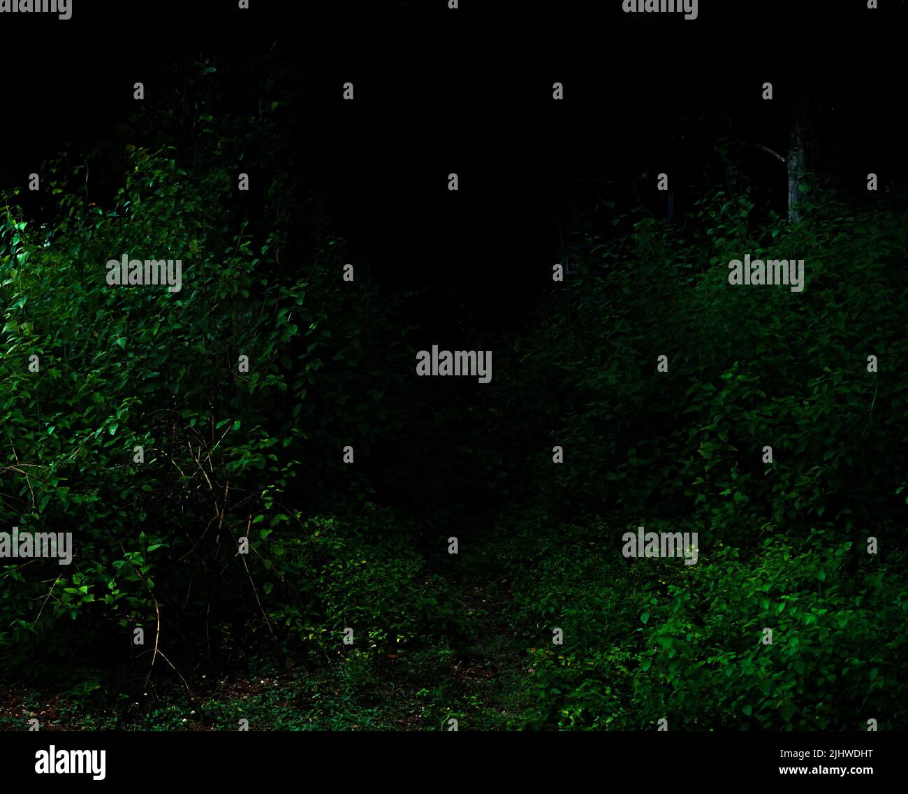 Foresta tropicale fogliame piante cespugli nella notte scura Foto Stock