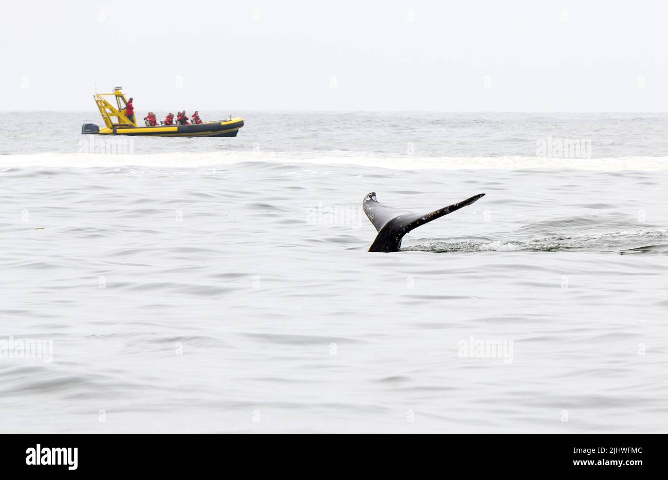 Coda di una balena grigia (Eschrichtius robusta) con barca turistica sullo sfondo vicino Tofino, Vancouver Island, British Columbia, Canada. Foto Stock