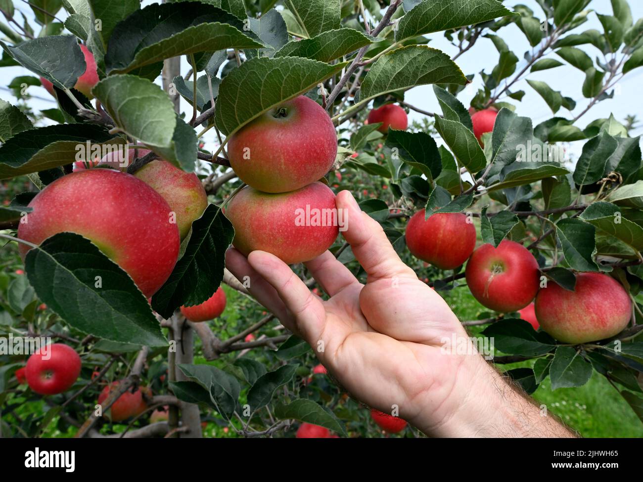 Bornheim, Germania. 20th luglio 2022. Le mele si appendono sugli alberi da frutta nella piantagione della famiglia Klein e vengono raccolte. I frutticoltori devono raccogliere le mele all'inizio di quest'anno a causa delle alte temperature. Credit: Roberto Pfeil/dpa/Alamy Live News Foto Stock