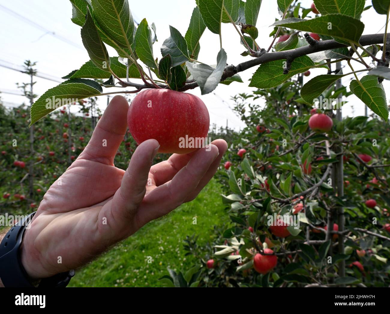 Bornheim, Germania. 20th luglio 2022. Le mele si appendono sugli alberi da frutta nella piantagione della famiglia Klein e vengono raccolte. I frutticoltori devono raccogliere le mele all'inizio di quest'anno a causa delle alte temperature. Credit: Roberto Pfeil/dpa/Alamy Live News Foto Stock