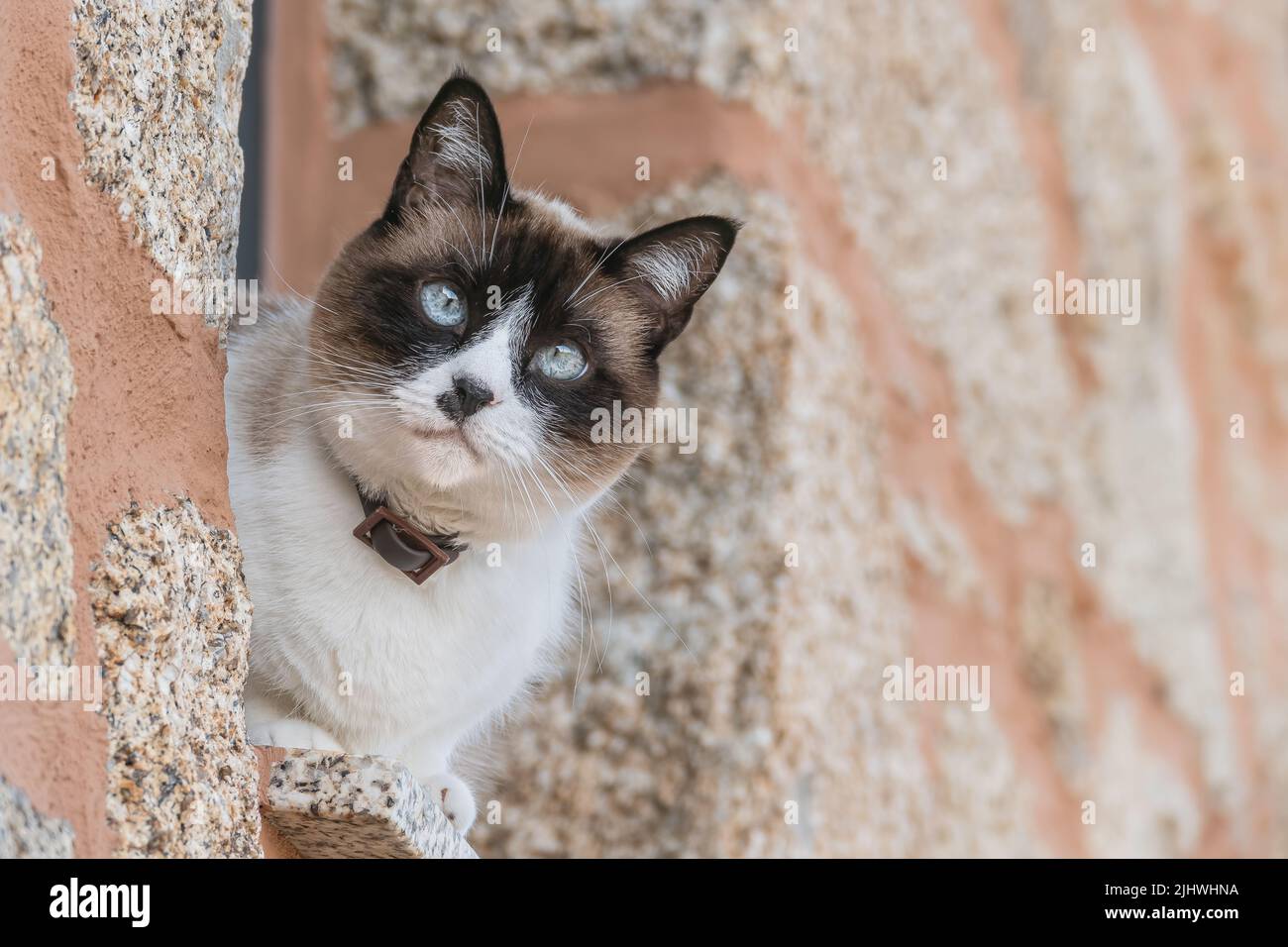 giovane gatto con collare visto da vicino guarda fuori dalla finestra di pietra all'aperto Foto Stock