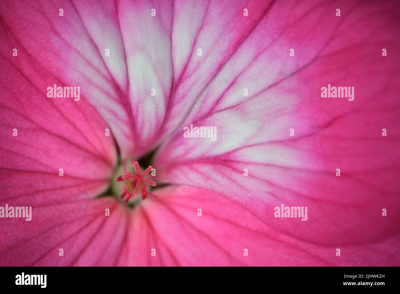 Un primo piano estremo di un vivace fiore rosa Geranium -Geranium pelargonium x hotorum- in un'illuminazione soffusa e d'atmosfera, catturato in uno Studio Foto Stock