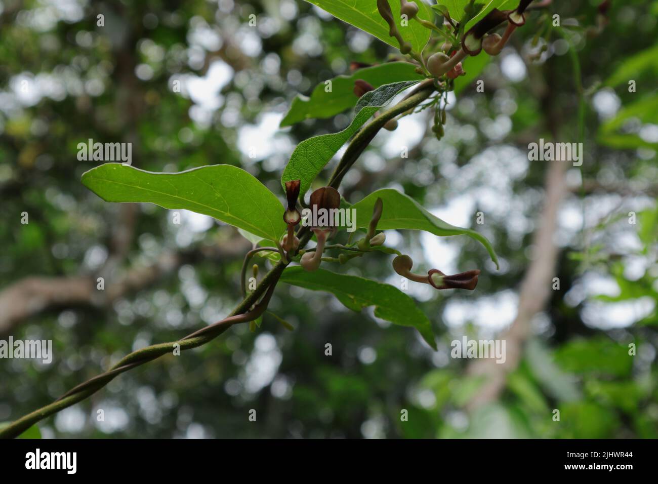 Vista ad angolo basso di piccoli fiori e germogli con foglie di Aristolochia indica pianta del superriduttore anche conosciuta in Sri Lanka come 'Sapsada' nel giardino Foto Stock