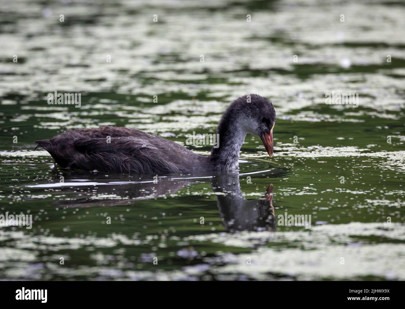 Una giovane coca Eurasiana (Fulica atra) conosciuta anche come la coca comune, questo cazzo ha probabilmente circa una settimana o 10 giorni di età Foto Stock