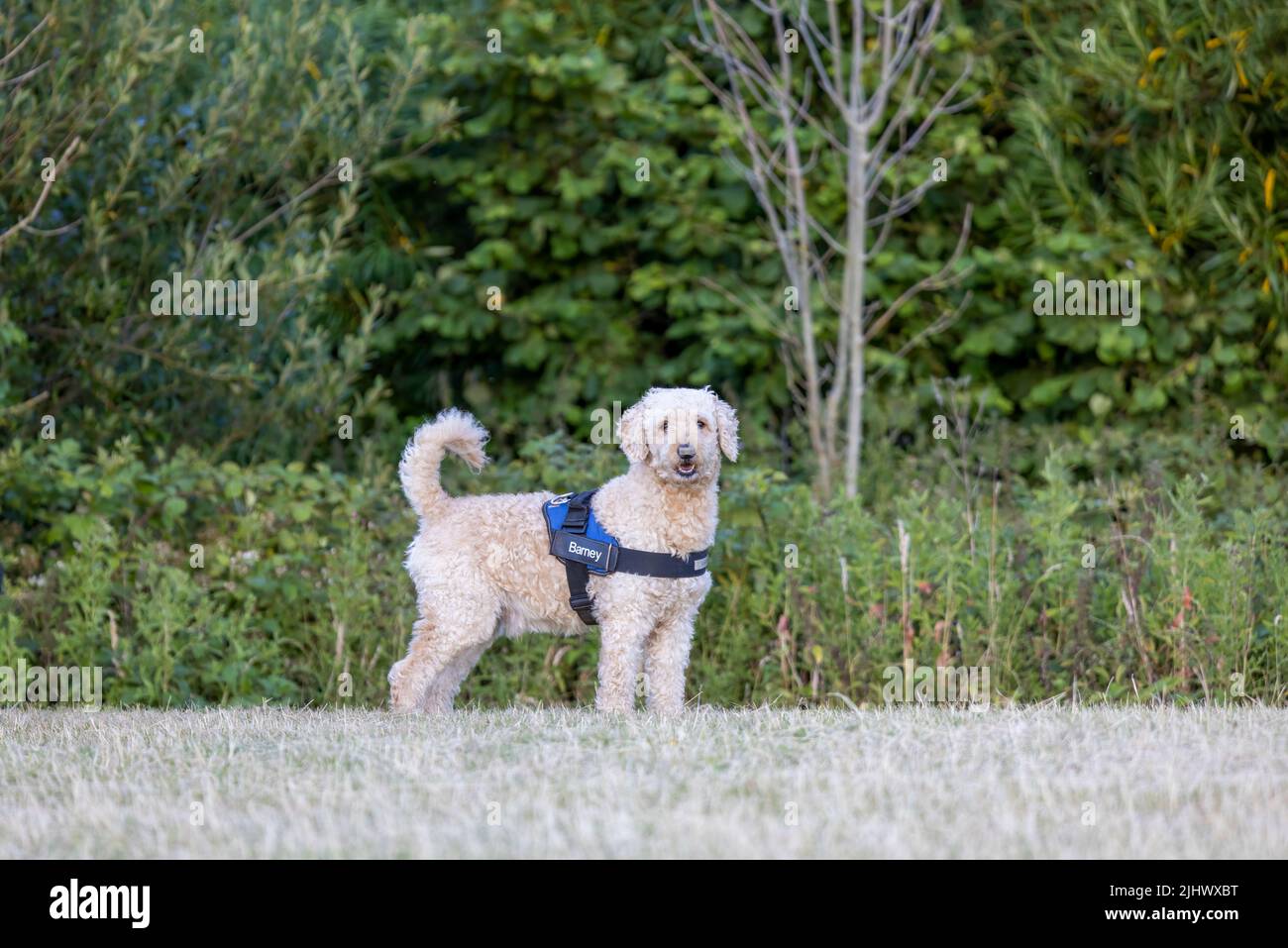 Un bel cane Labradoodle beige / albicocca colorato, indossando un finimento, e in piedi in un campo Foto Stock