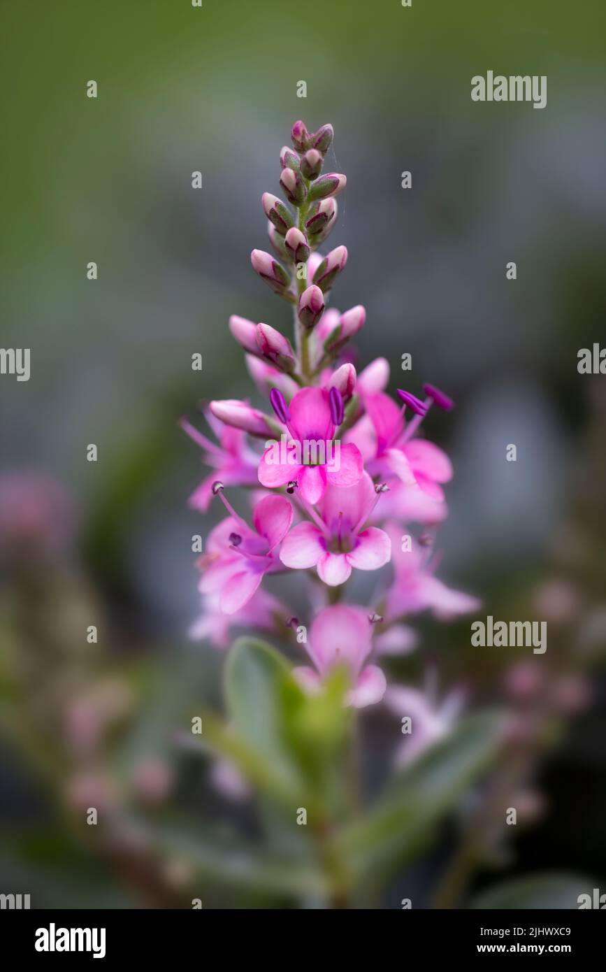 Bellissimo fiore di Hebe rosa profondo con uno sfondo morbido a fuoco Foto Stock
