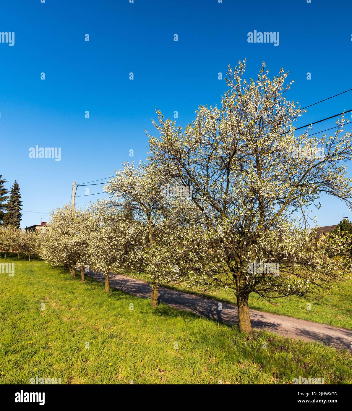 Splendido paesaggio primaverile di alberi di mela fioriti vicolo intorno a strada stretta con prato sull'altro lato e cielo limpido Foto Stock