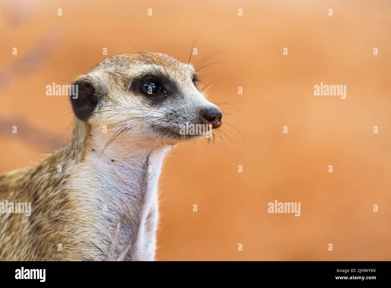Carino Meerkat primo piano ritratto del viso del bambino. Vista laterale della suricatta Suricate. Kalahari, Parco Nazionale transfrontaliero, Sudafrica Foto Stock