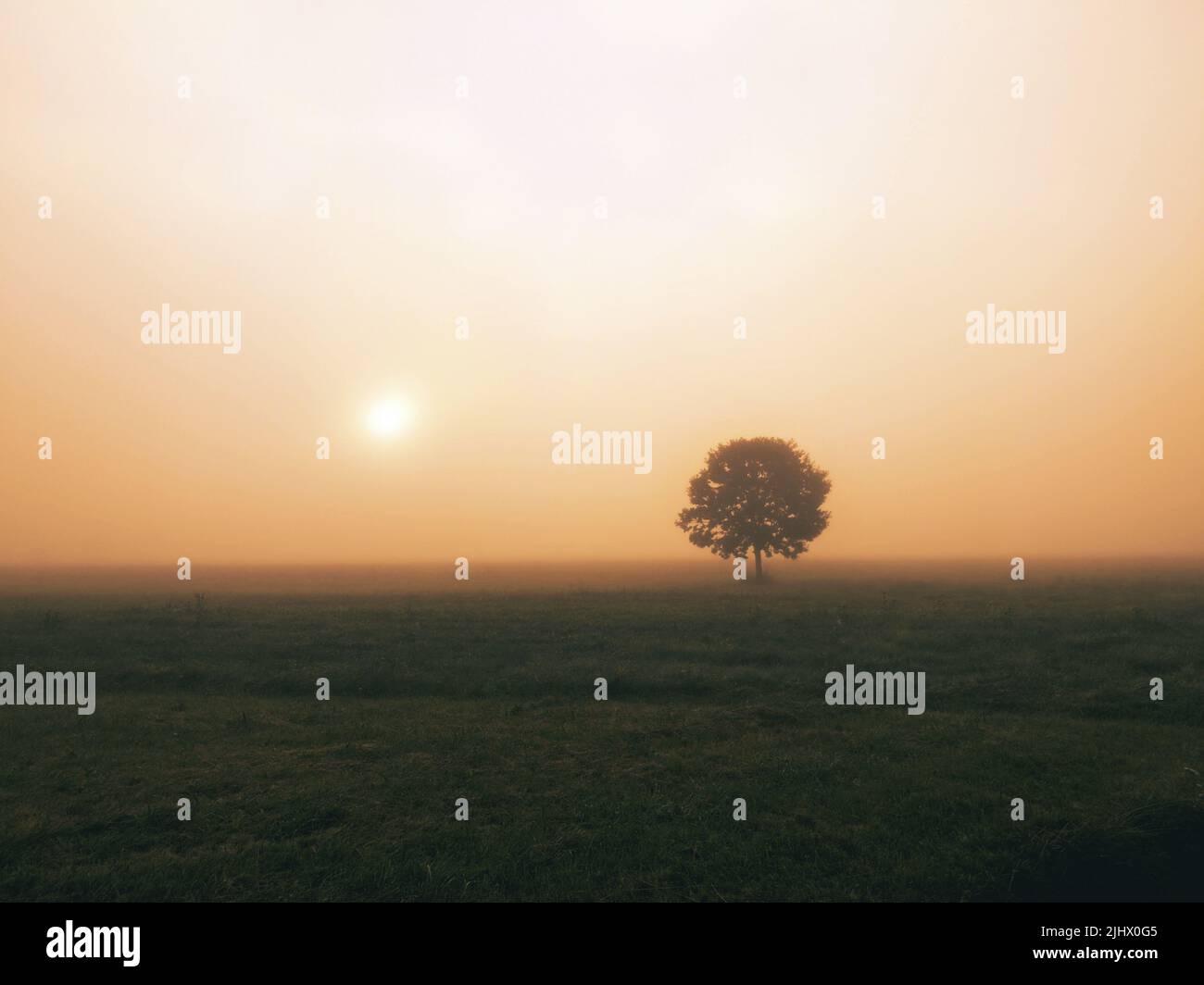 Un albero solistico in piedi in un campo contro la nebbia Foto Stock