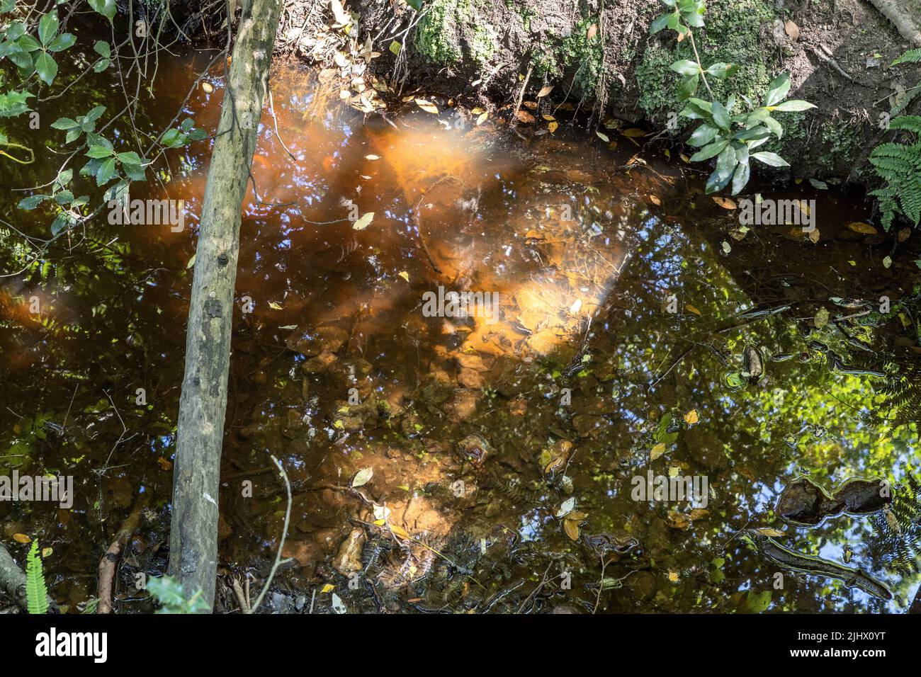 Fiume attraverso boschi, Studland e Godlingston Heath, Dorset, Regno Unito Foto Stock