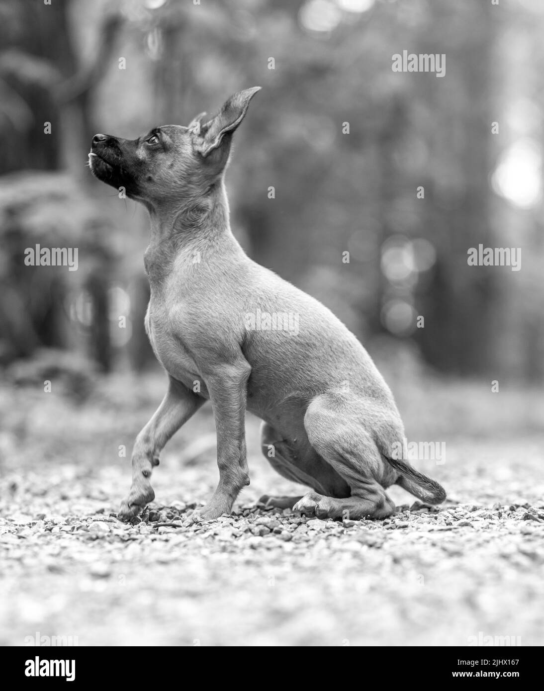 Un bel piccolo giocattolo terrier cane all'aperto in estate giorno di sole Foto Stock