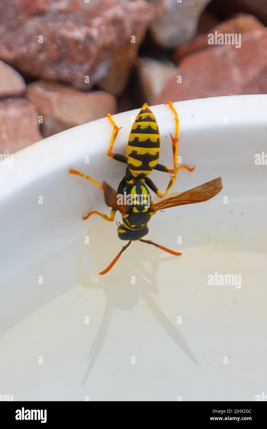 wasp prendere una bevanda Foto Stock
