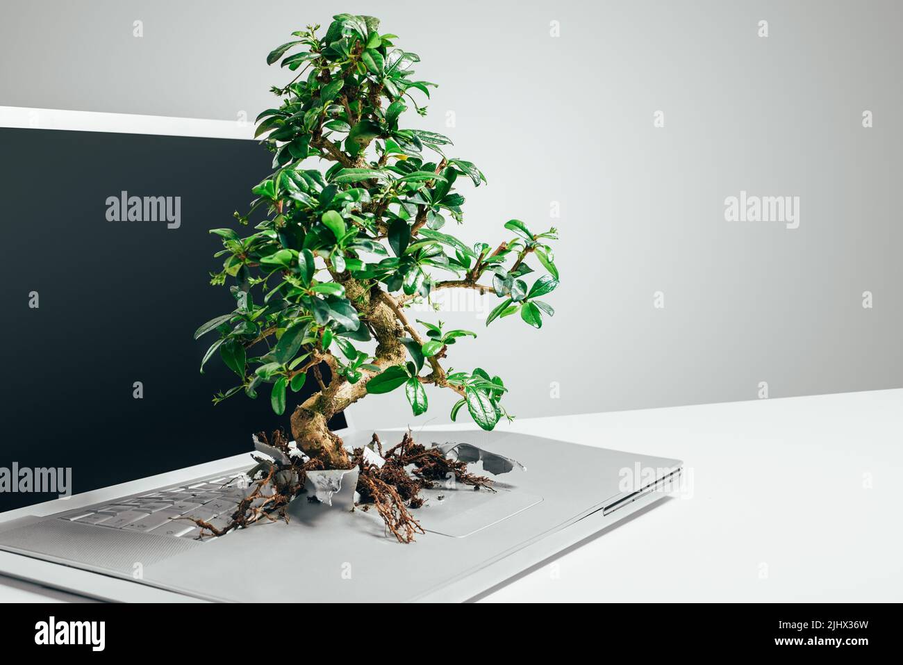 Albero Bonsai che cresce da un notebook in studio su sfondo grigio. Albero Bonsai che cresce da un notebook in studio su sfondo grigio. Foto Stock